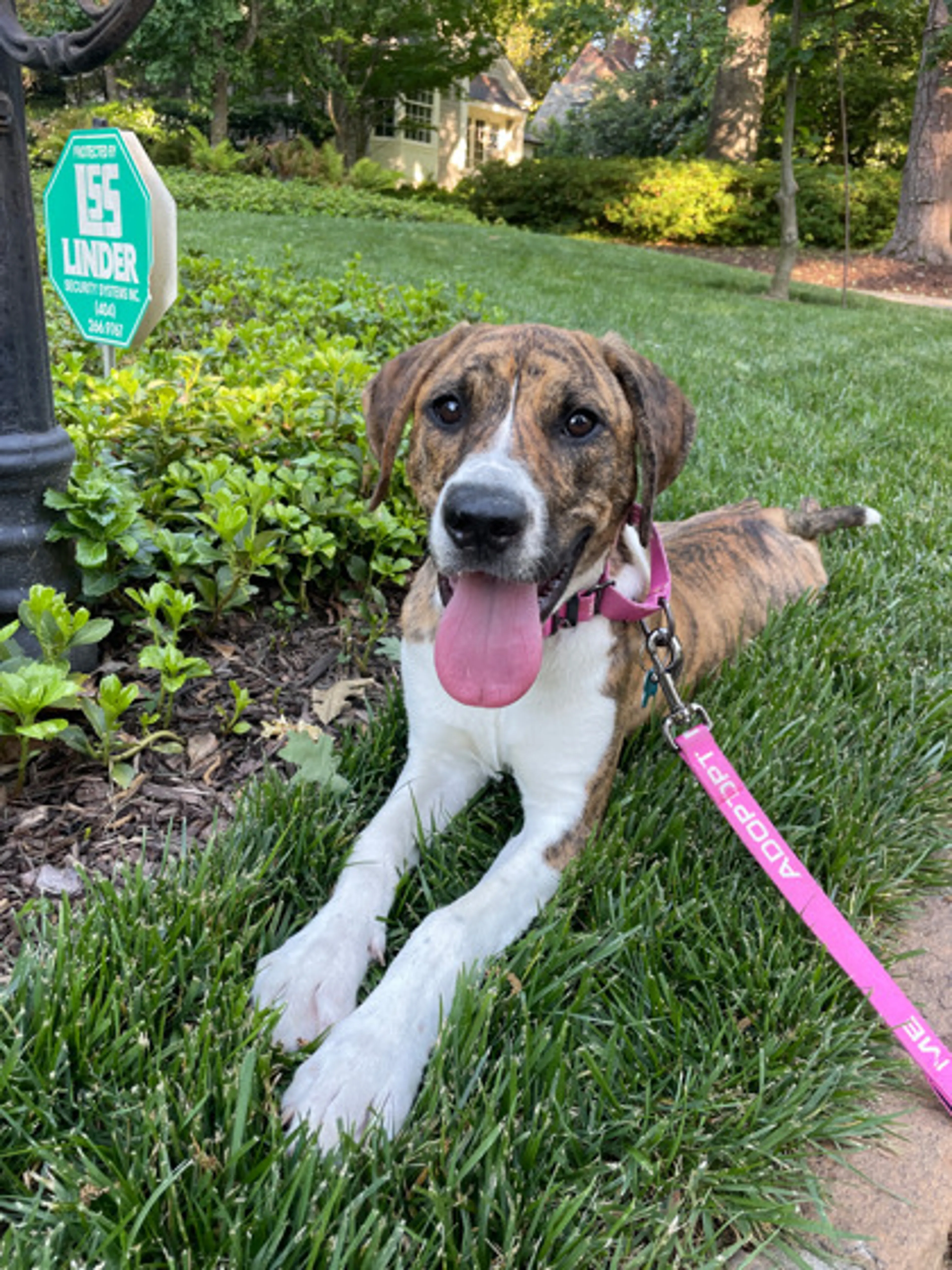 Found pet