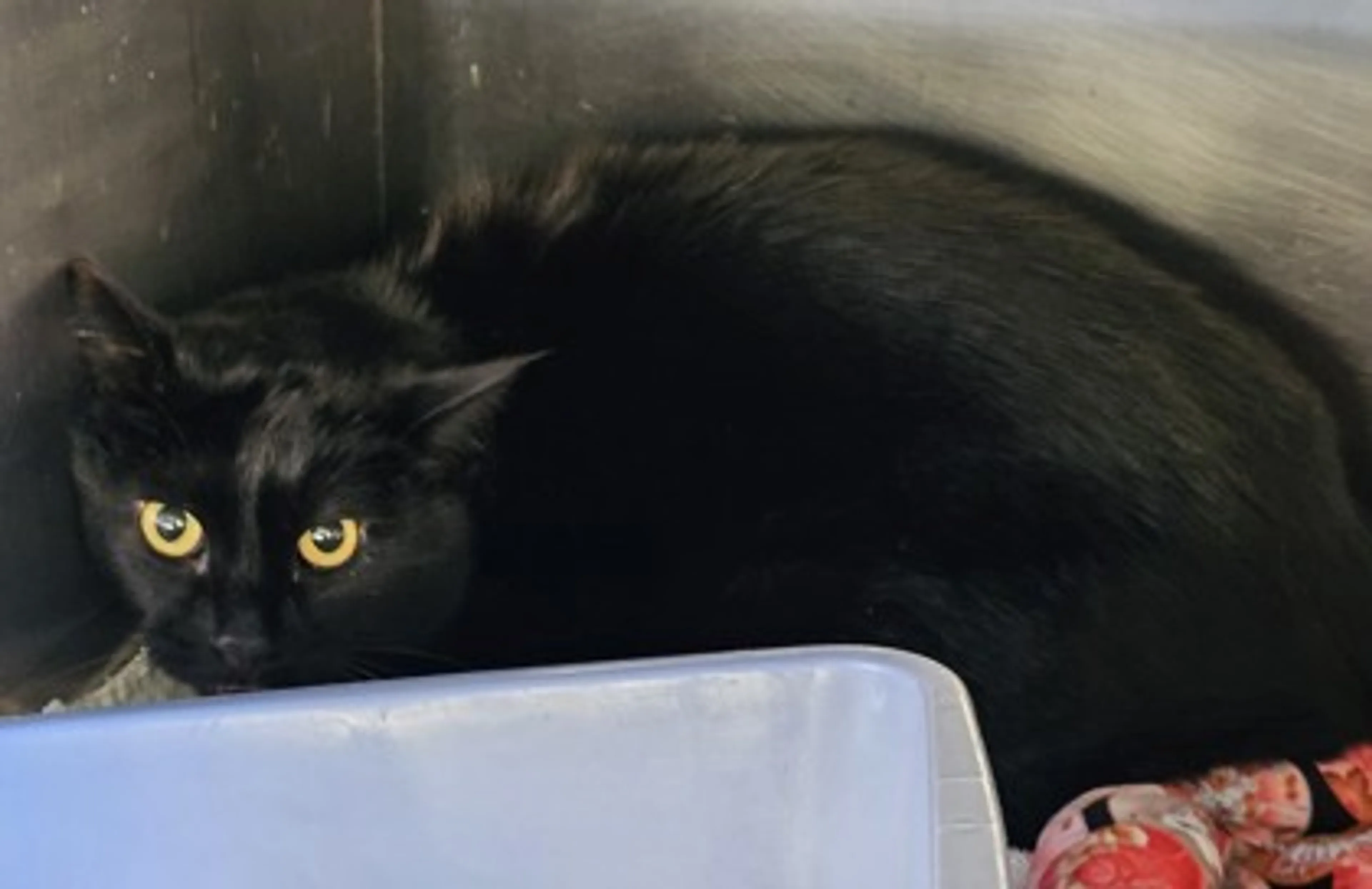 Found pet-1