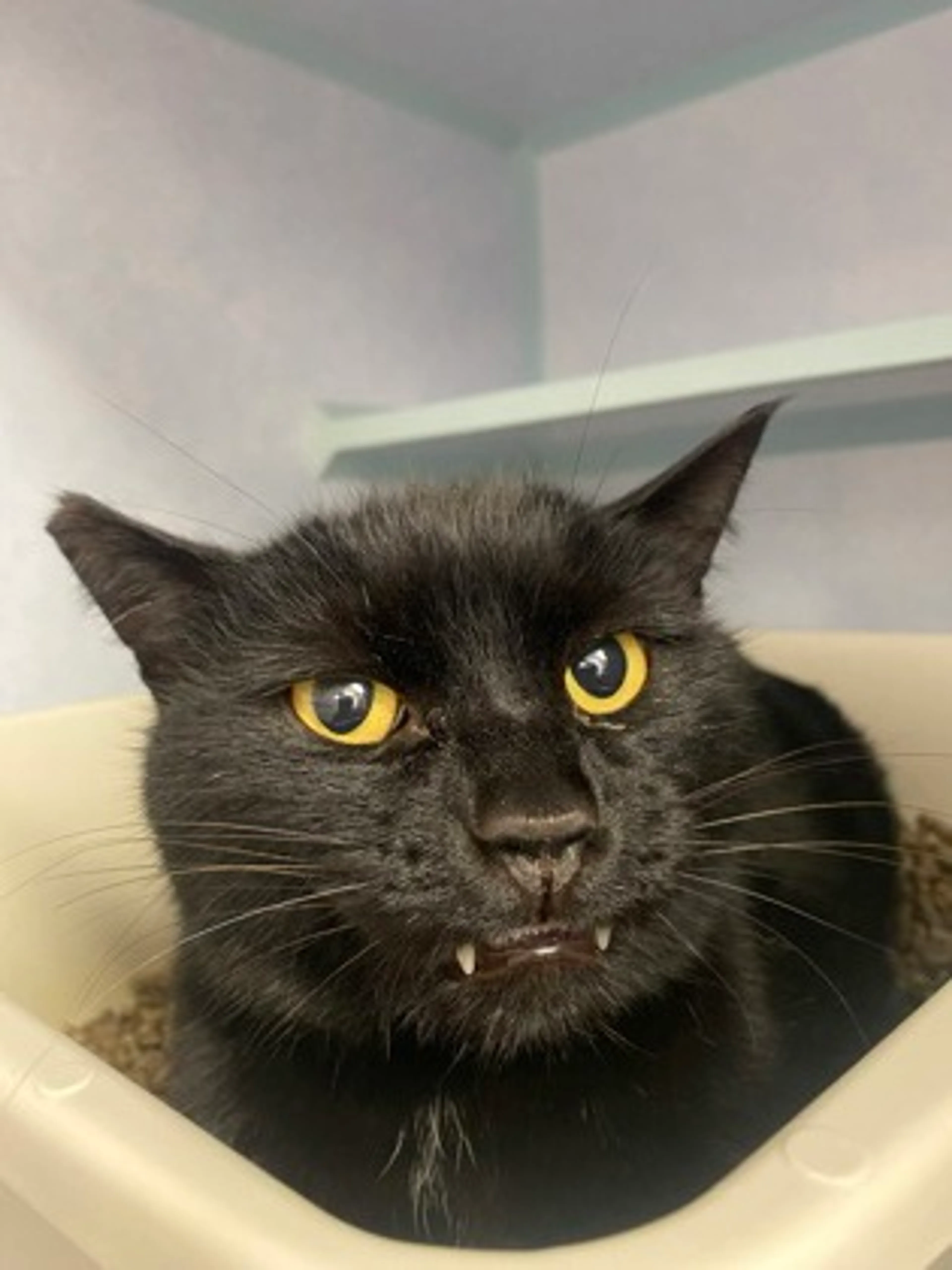 Found pet-2