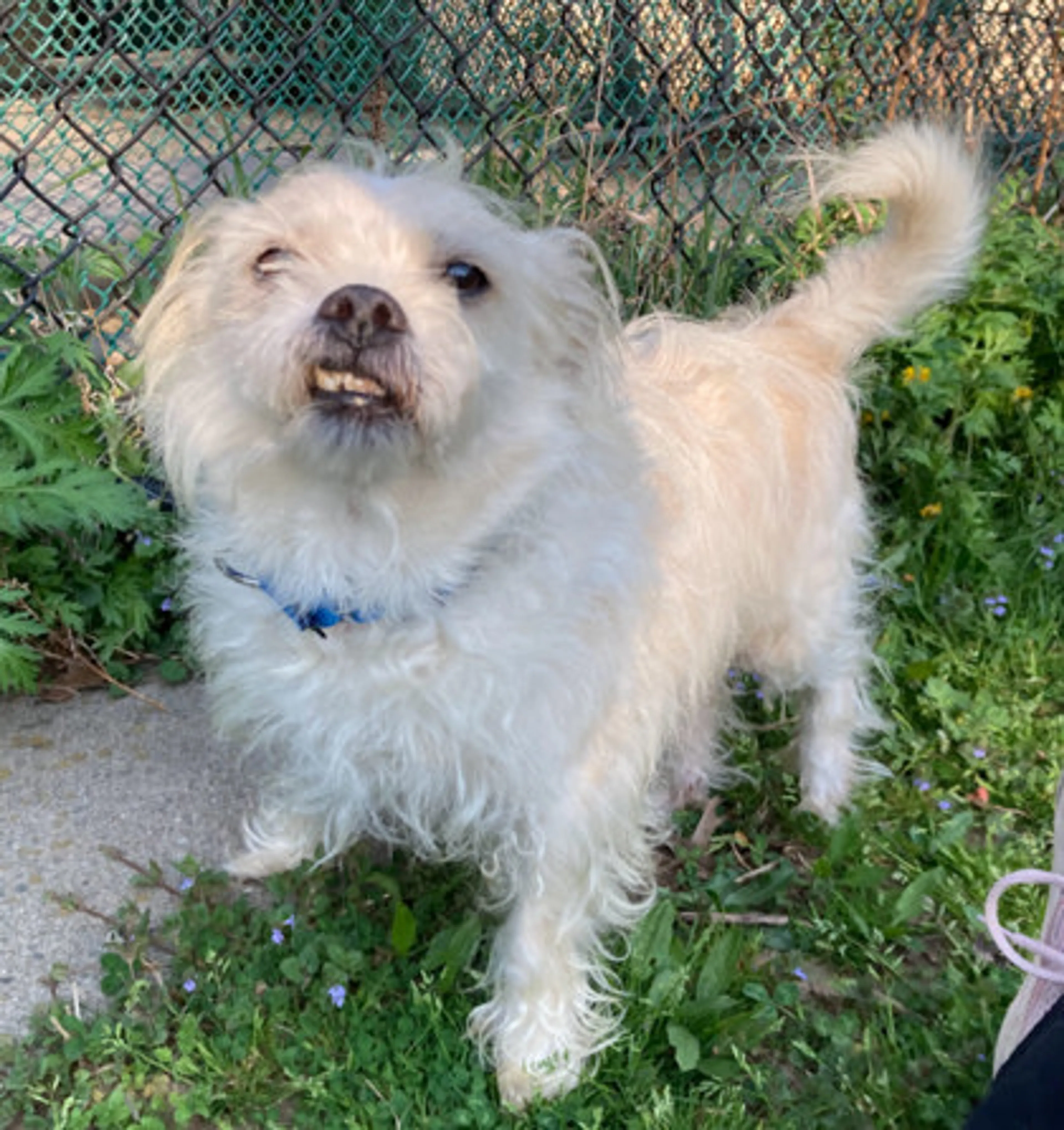 Found pet-1