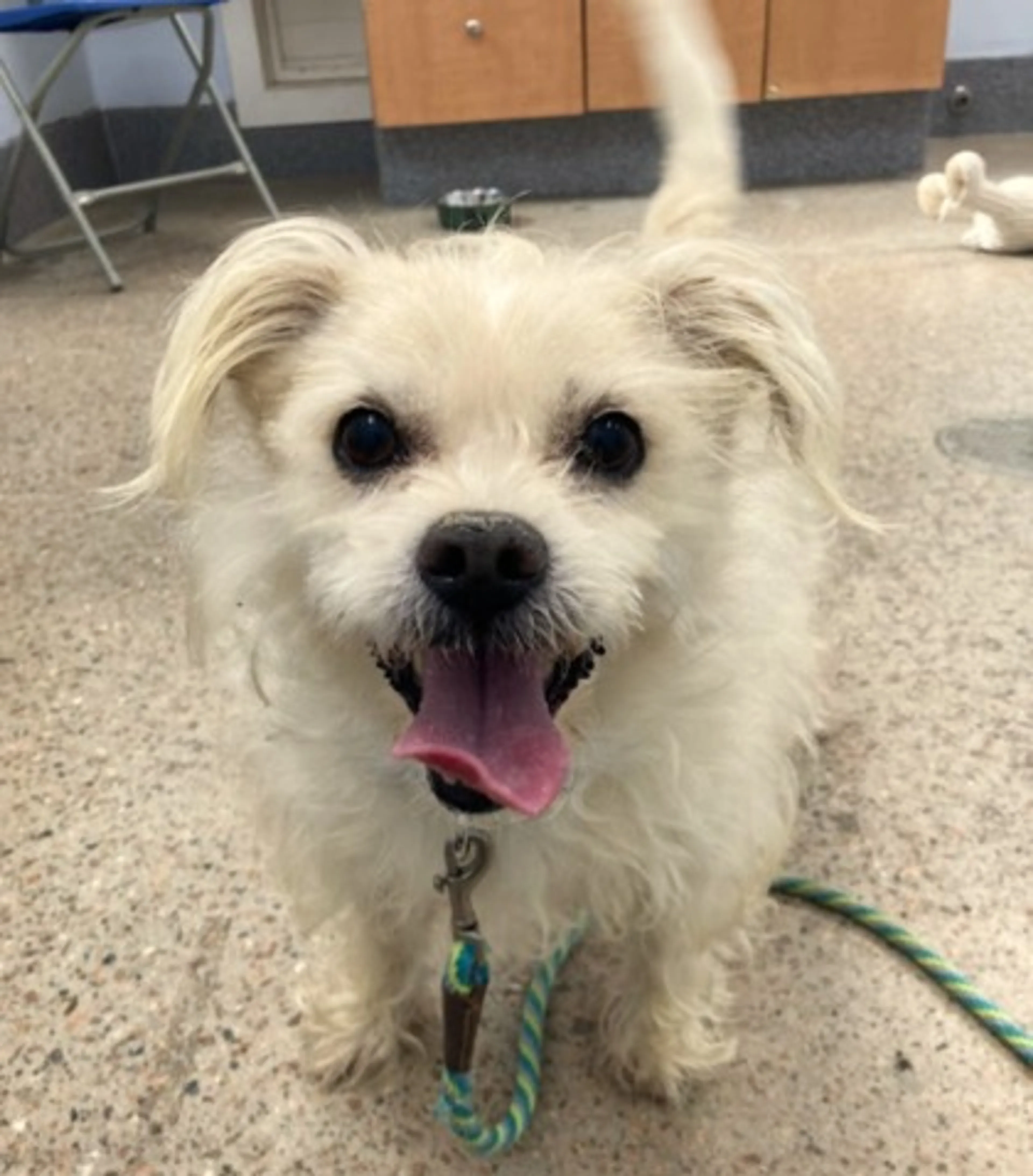 Found pet-2