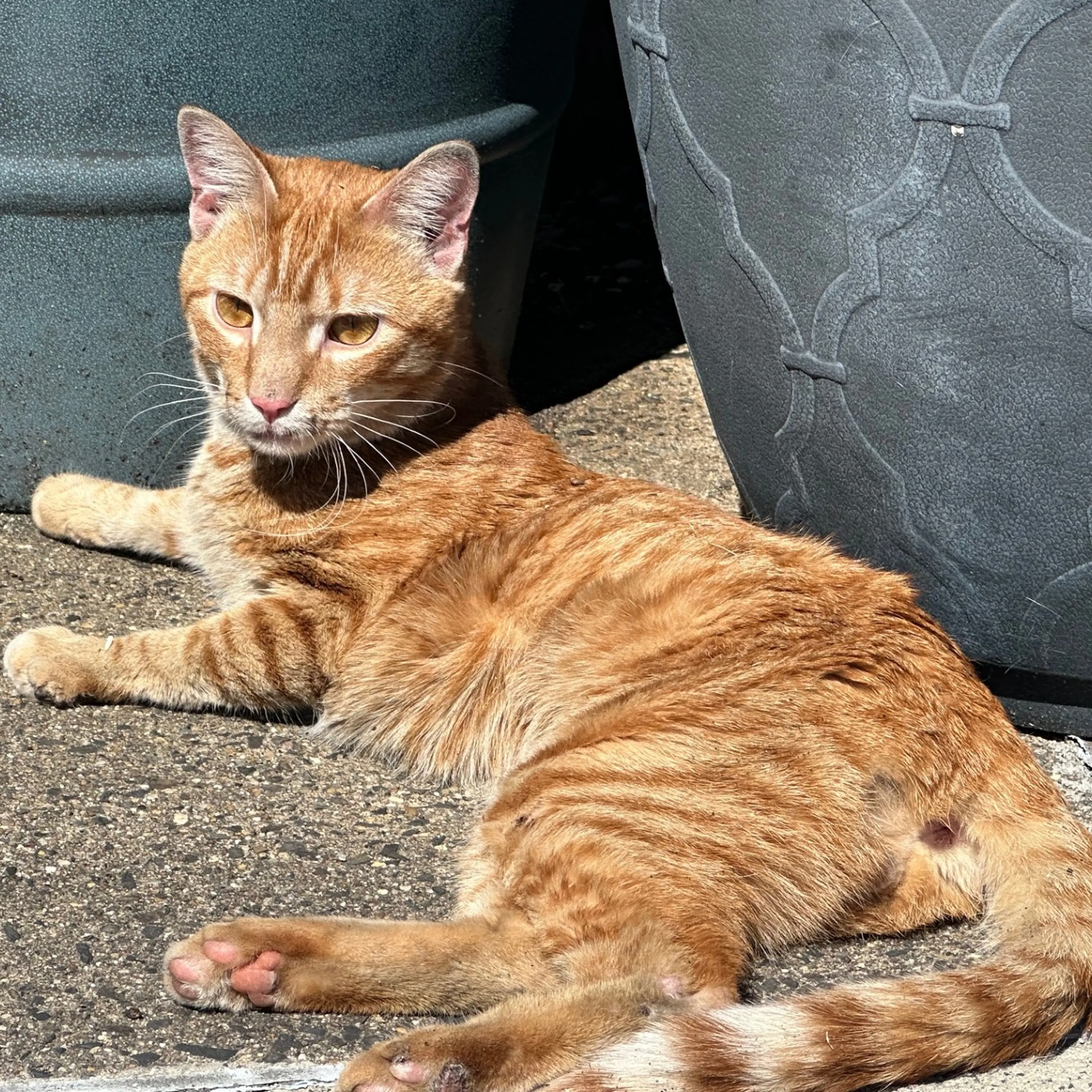 Found pet-1