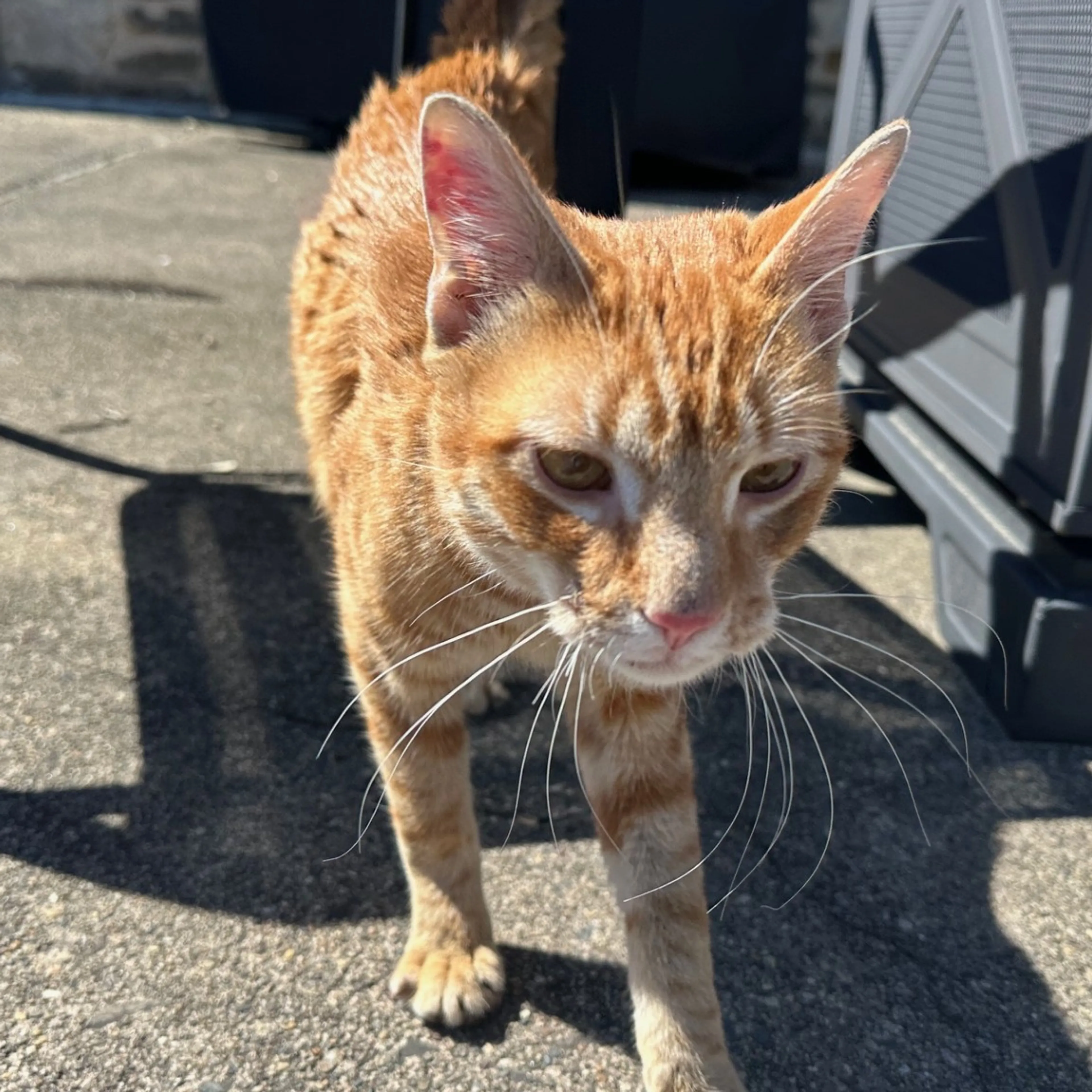 Found pet-2