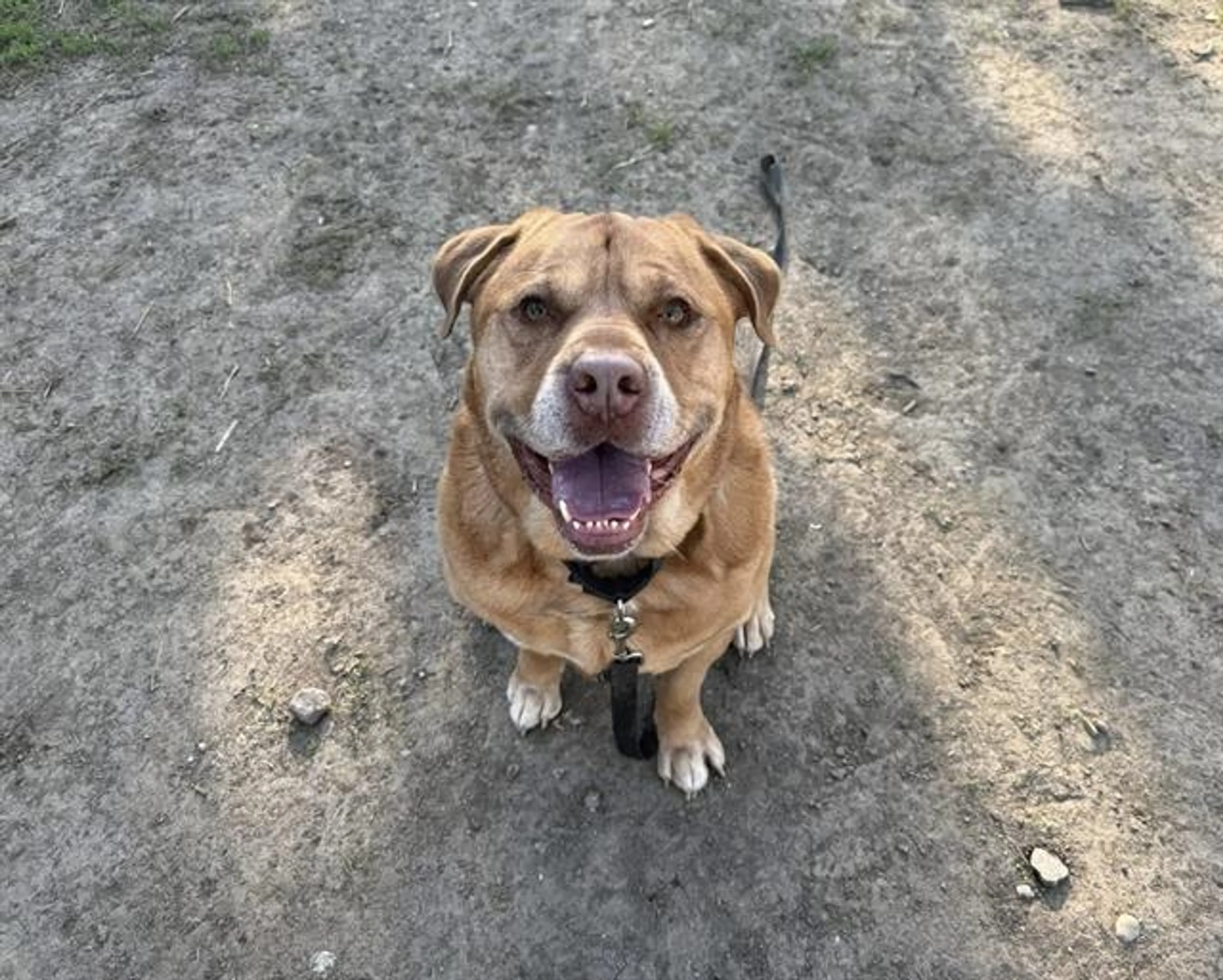 Found pet