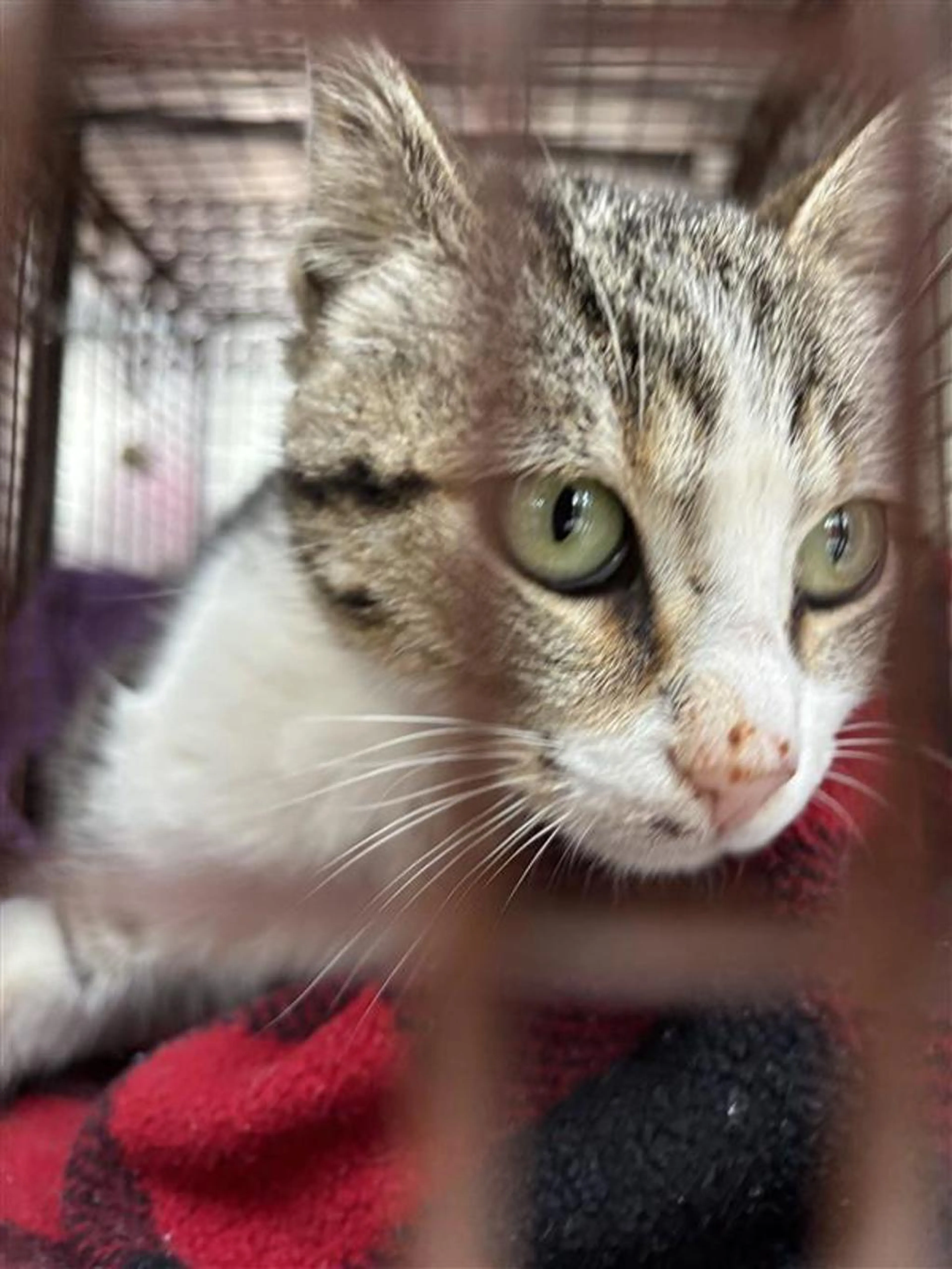 Found pet