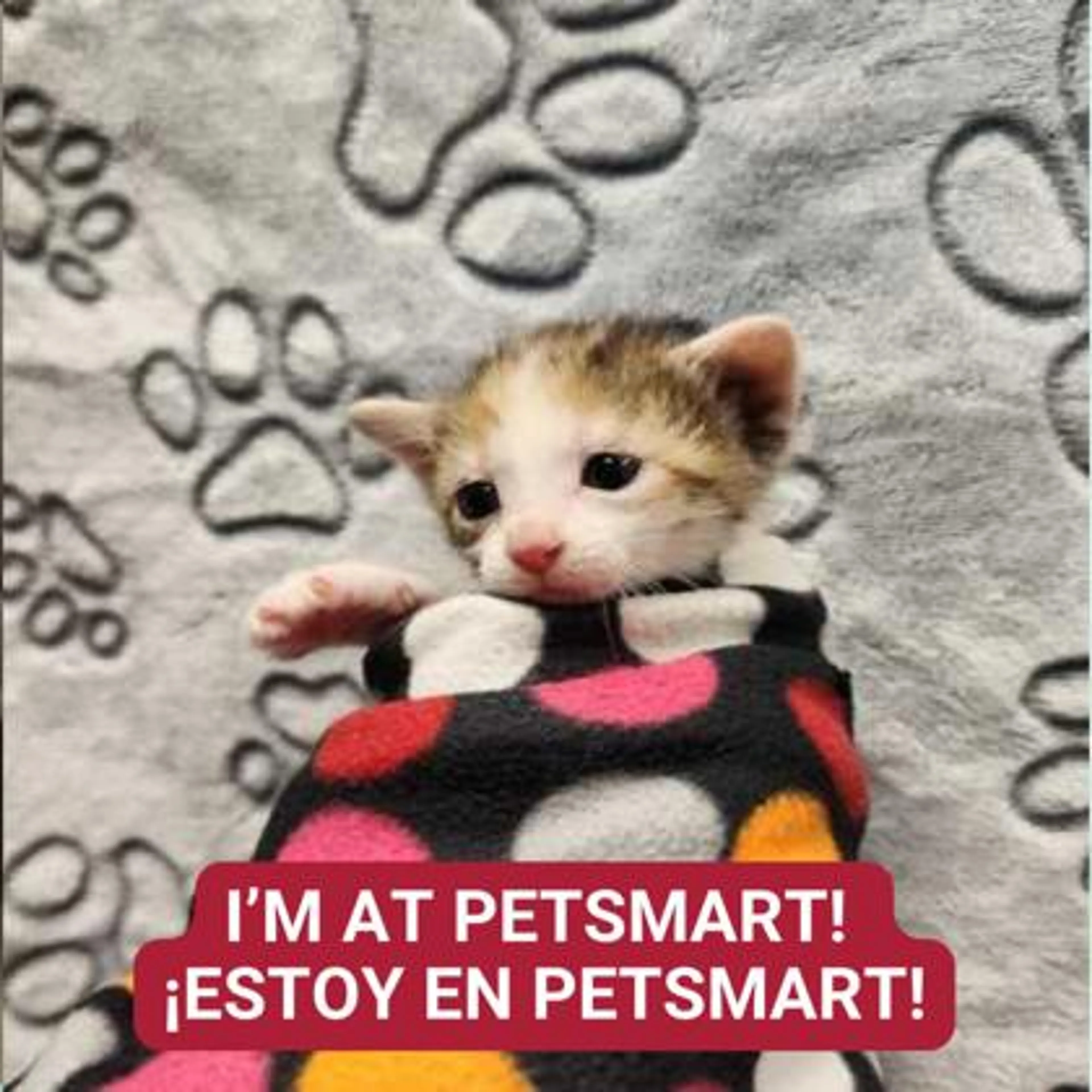 Found pet