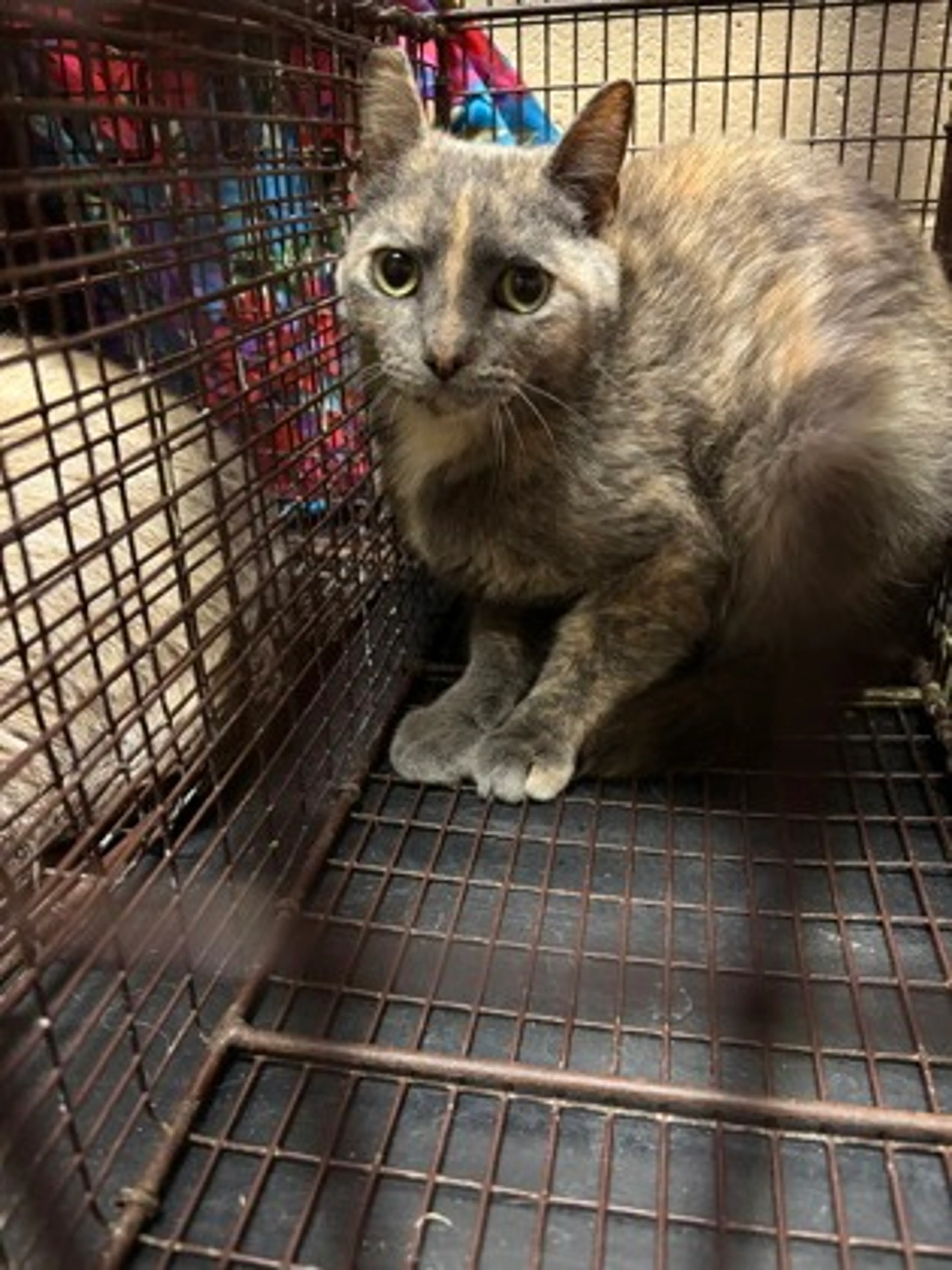 Found pet