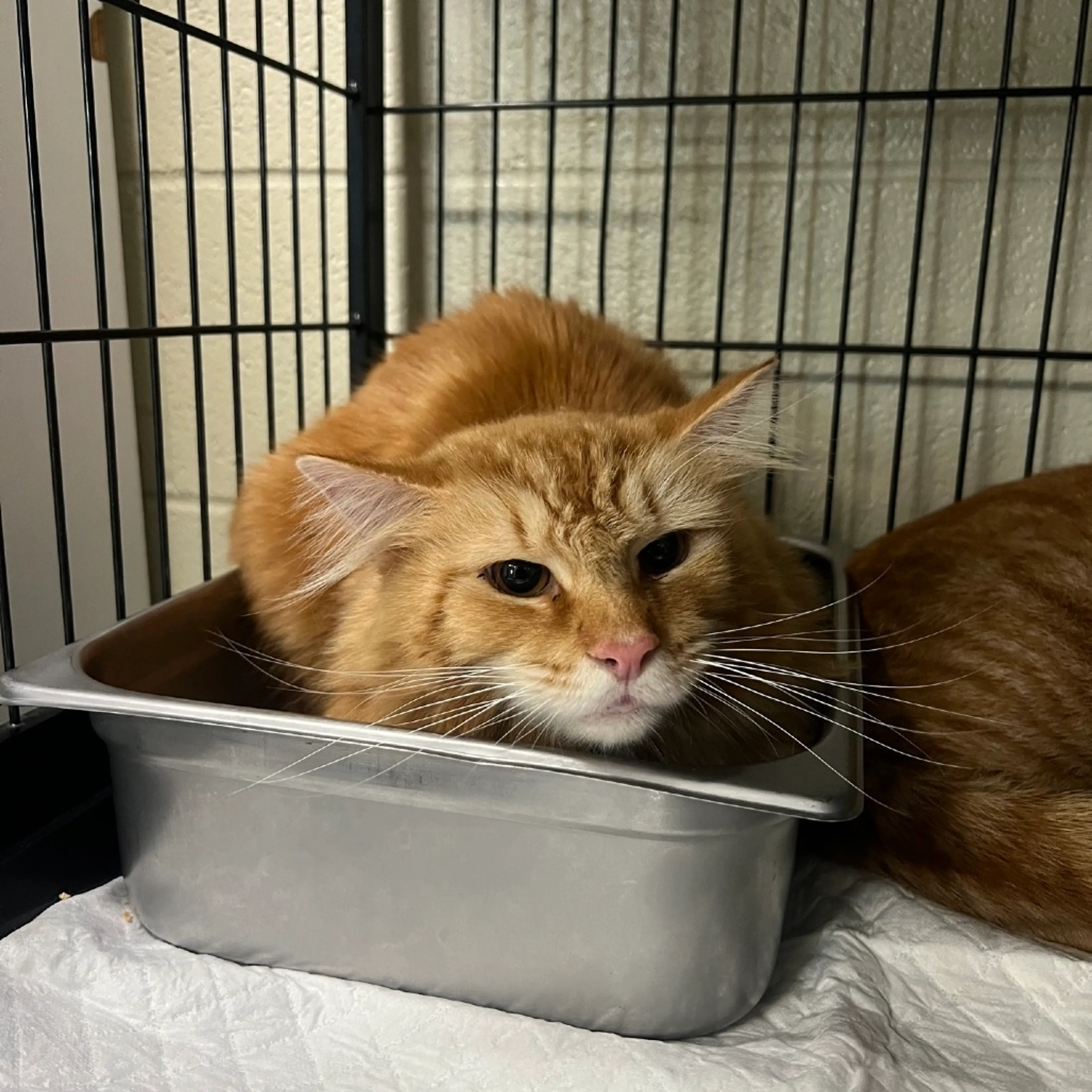 Found pet-1
