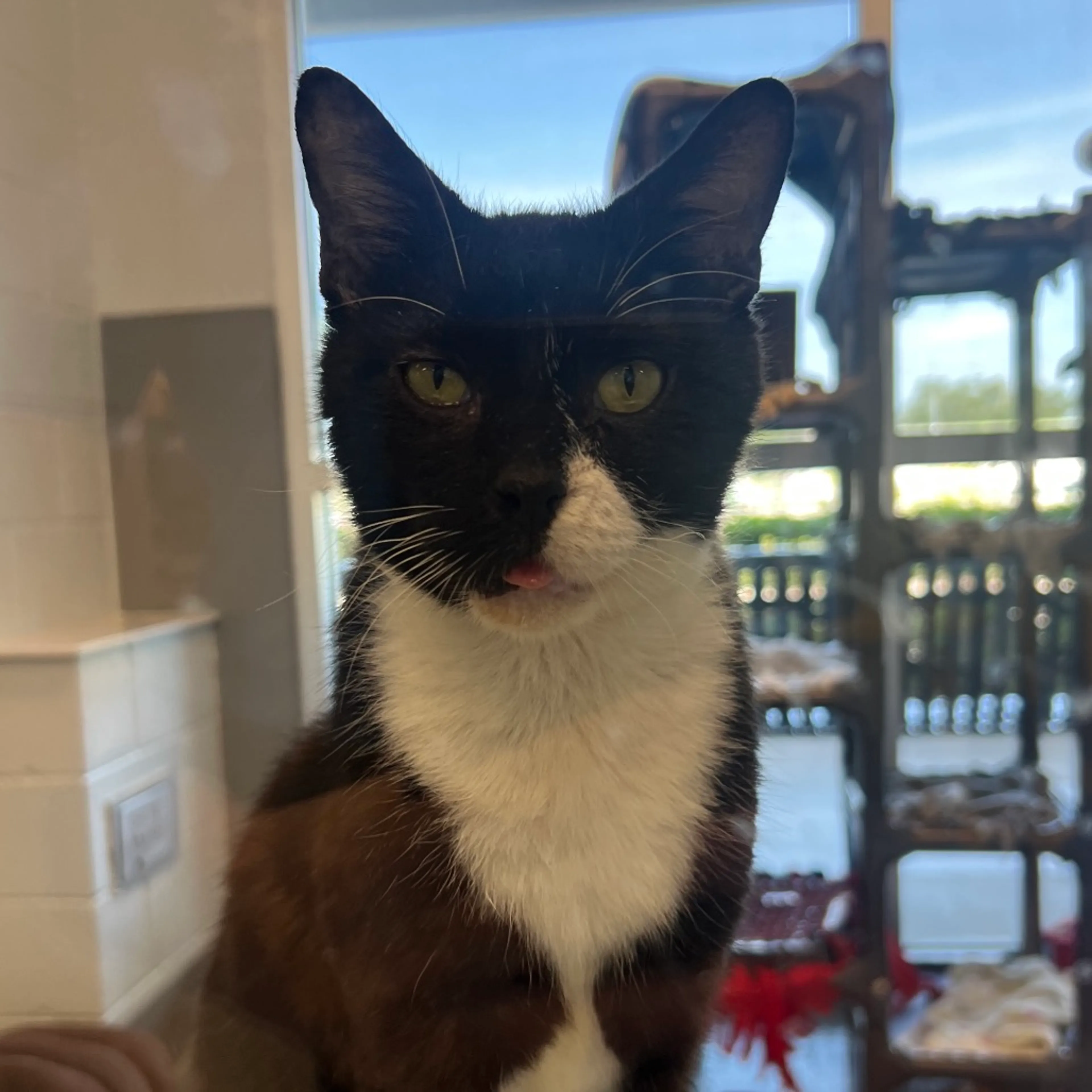 Found pet-3