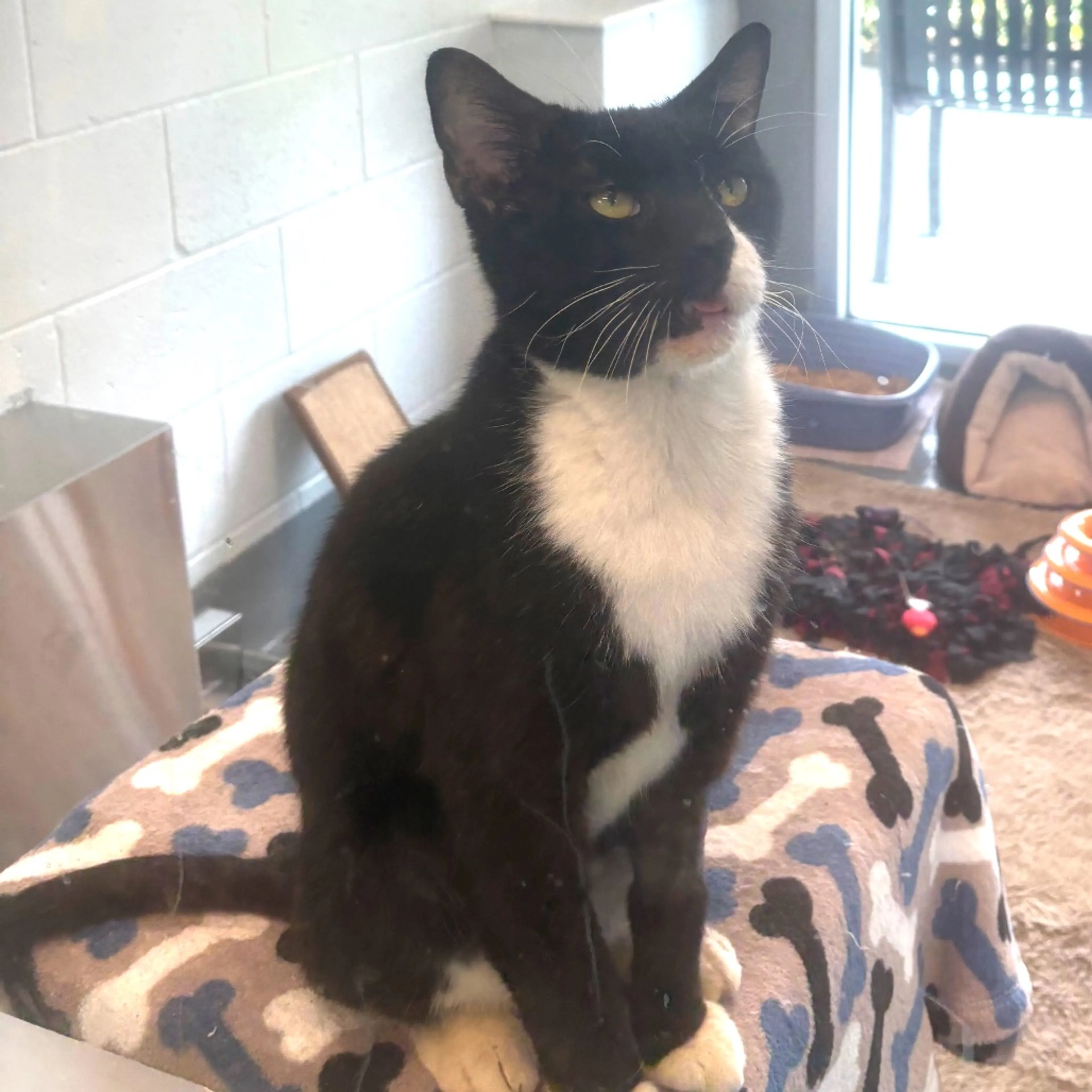 Found pet-2