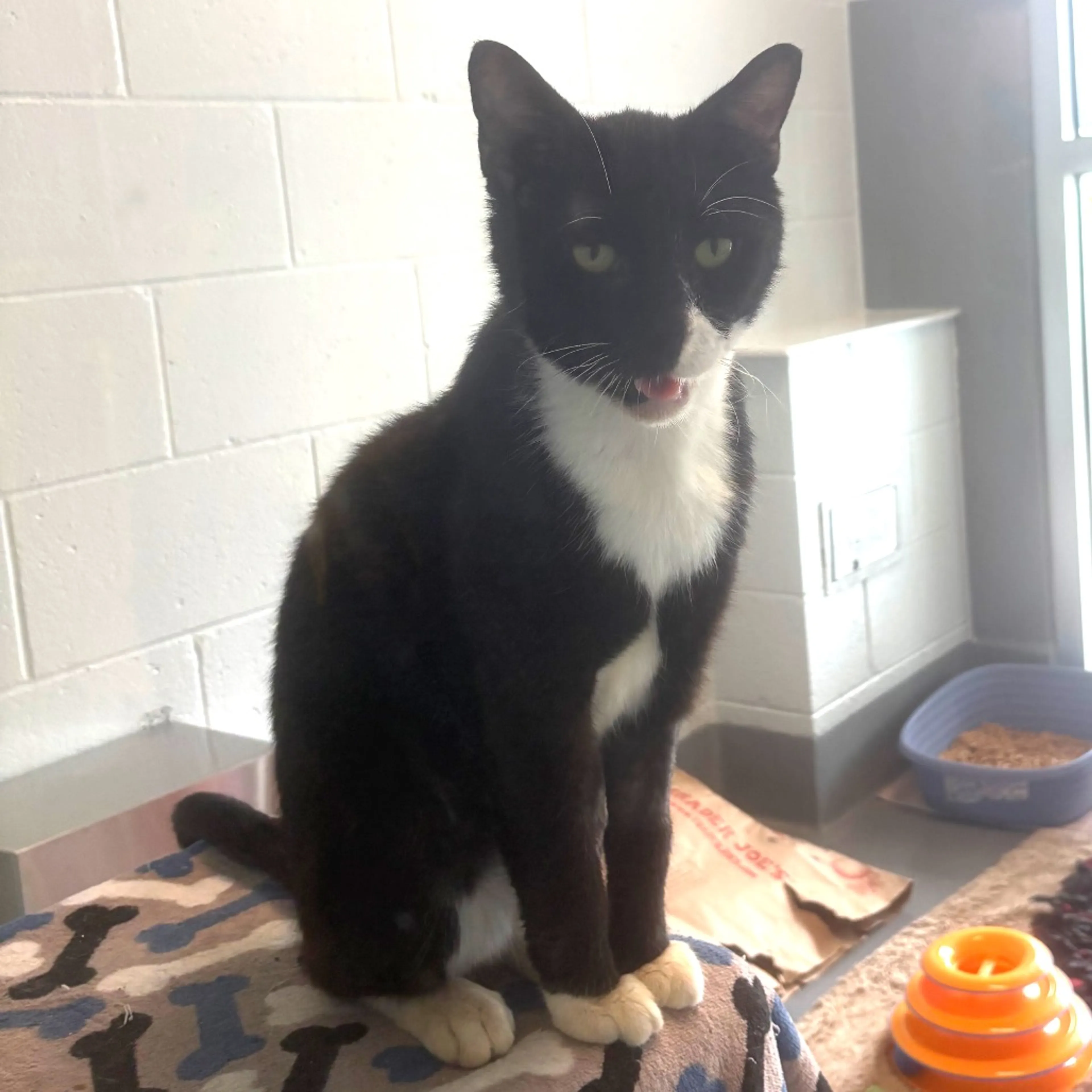 Found pet-1
