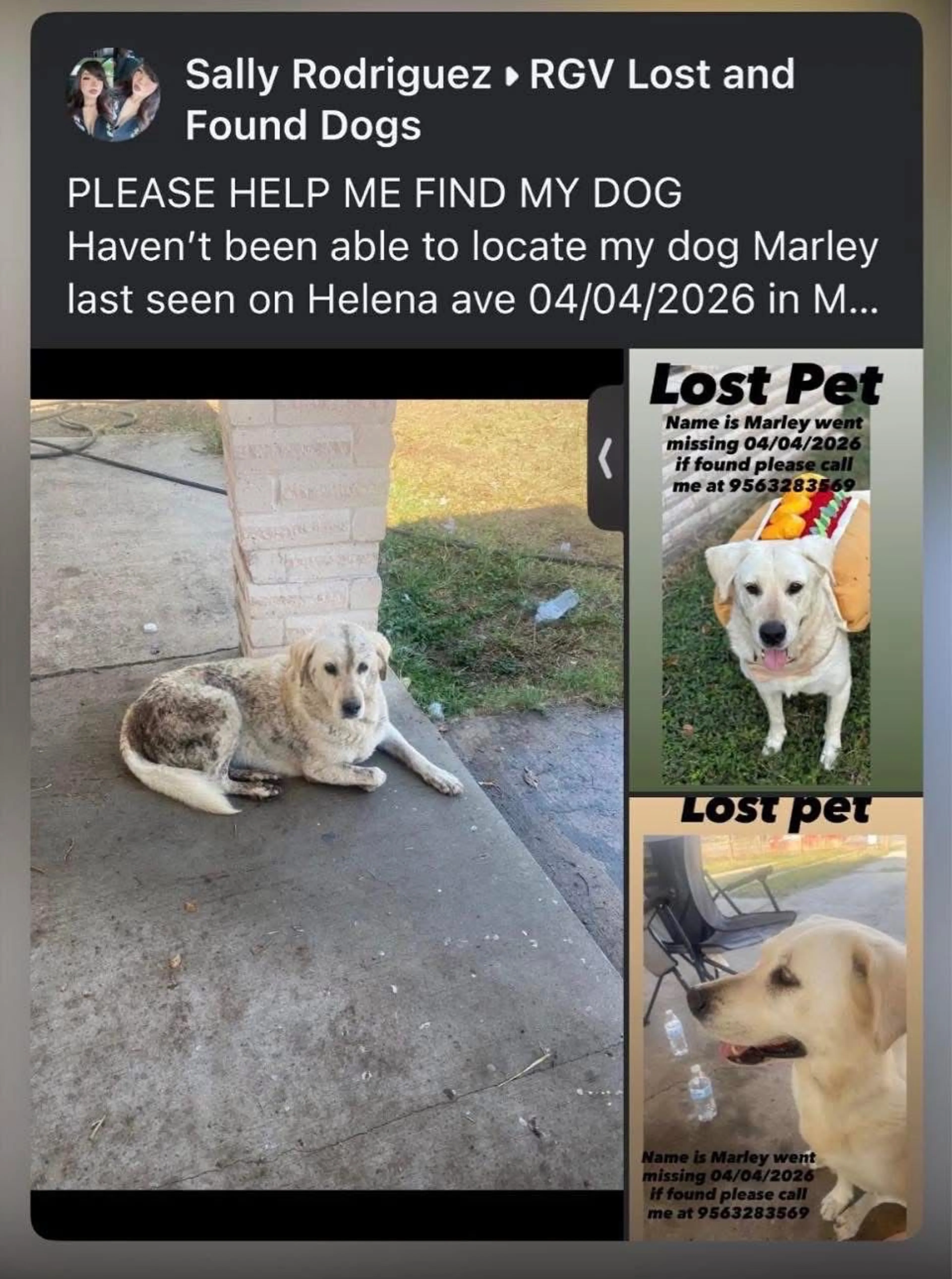Lost pet