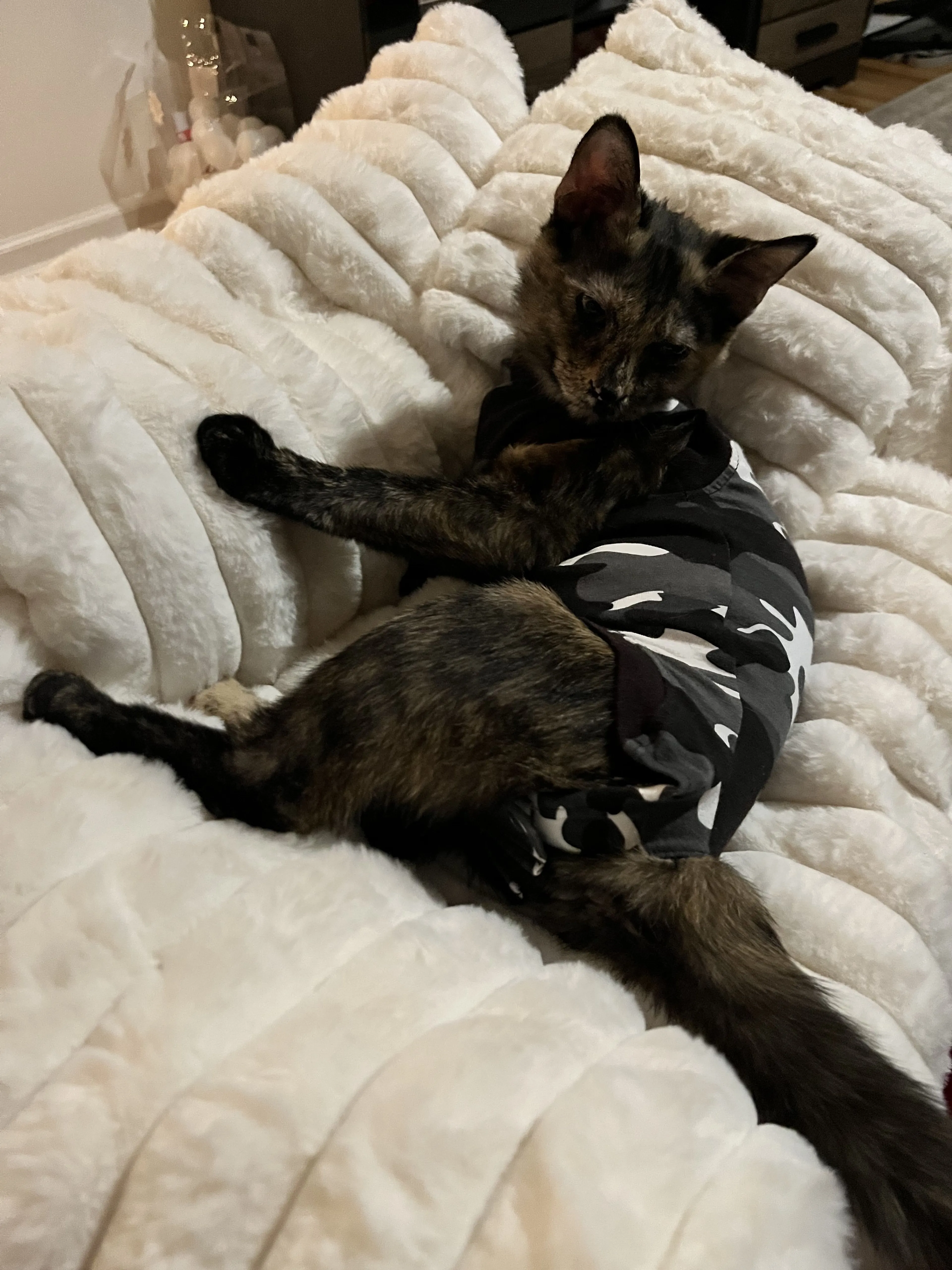 Lost pet
