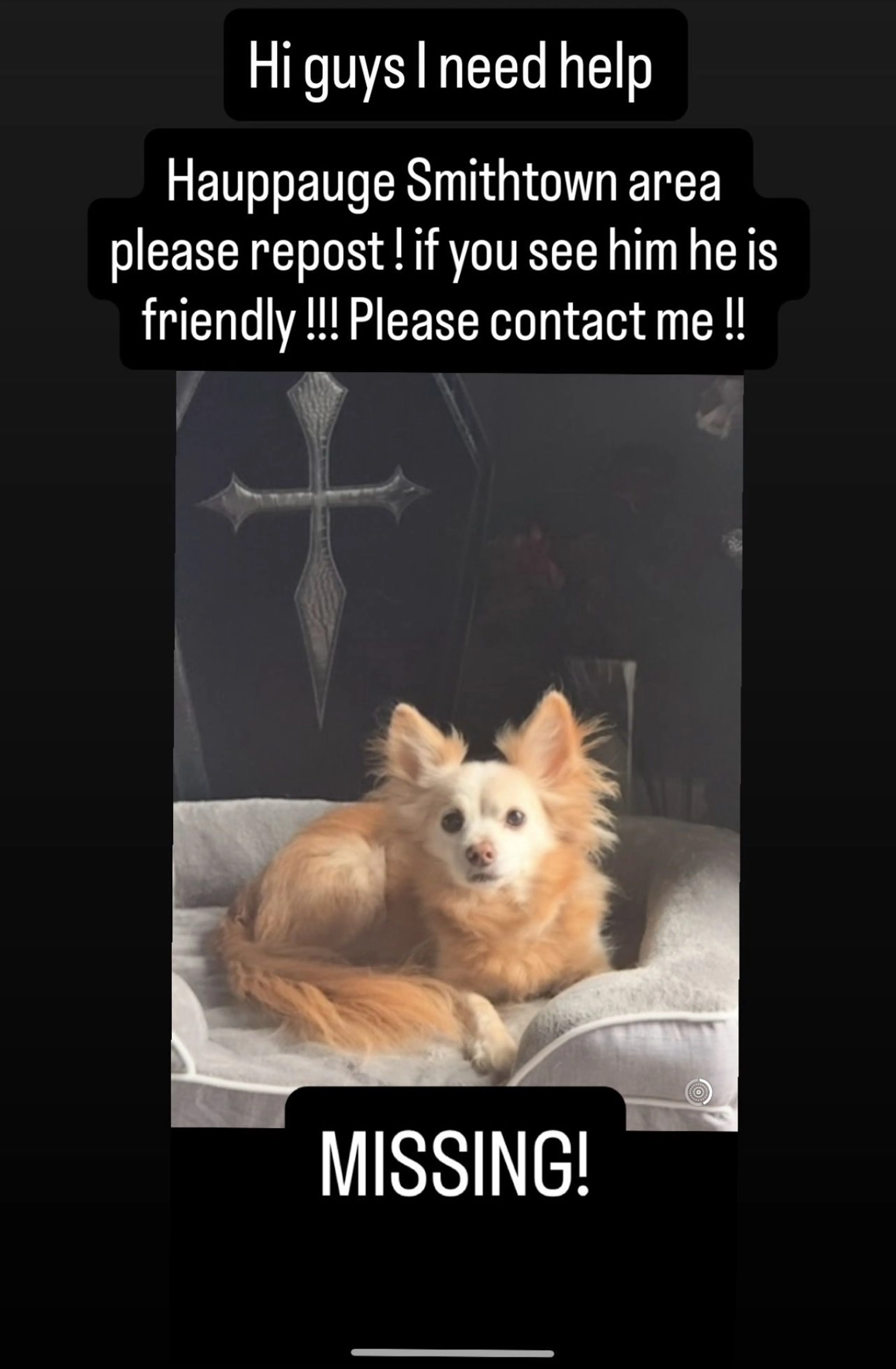 Lost pet