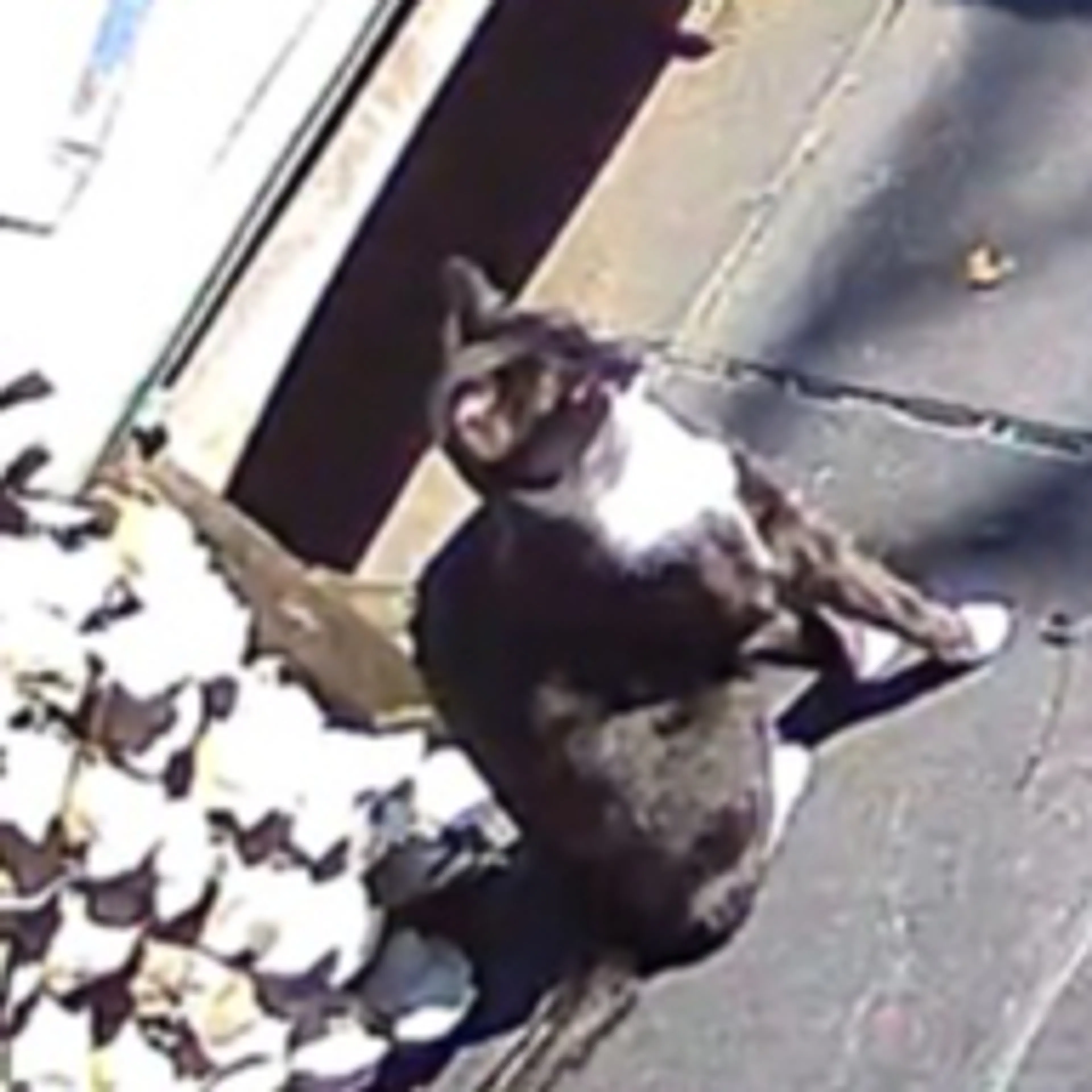 Lost pet-1