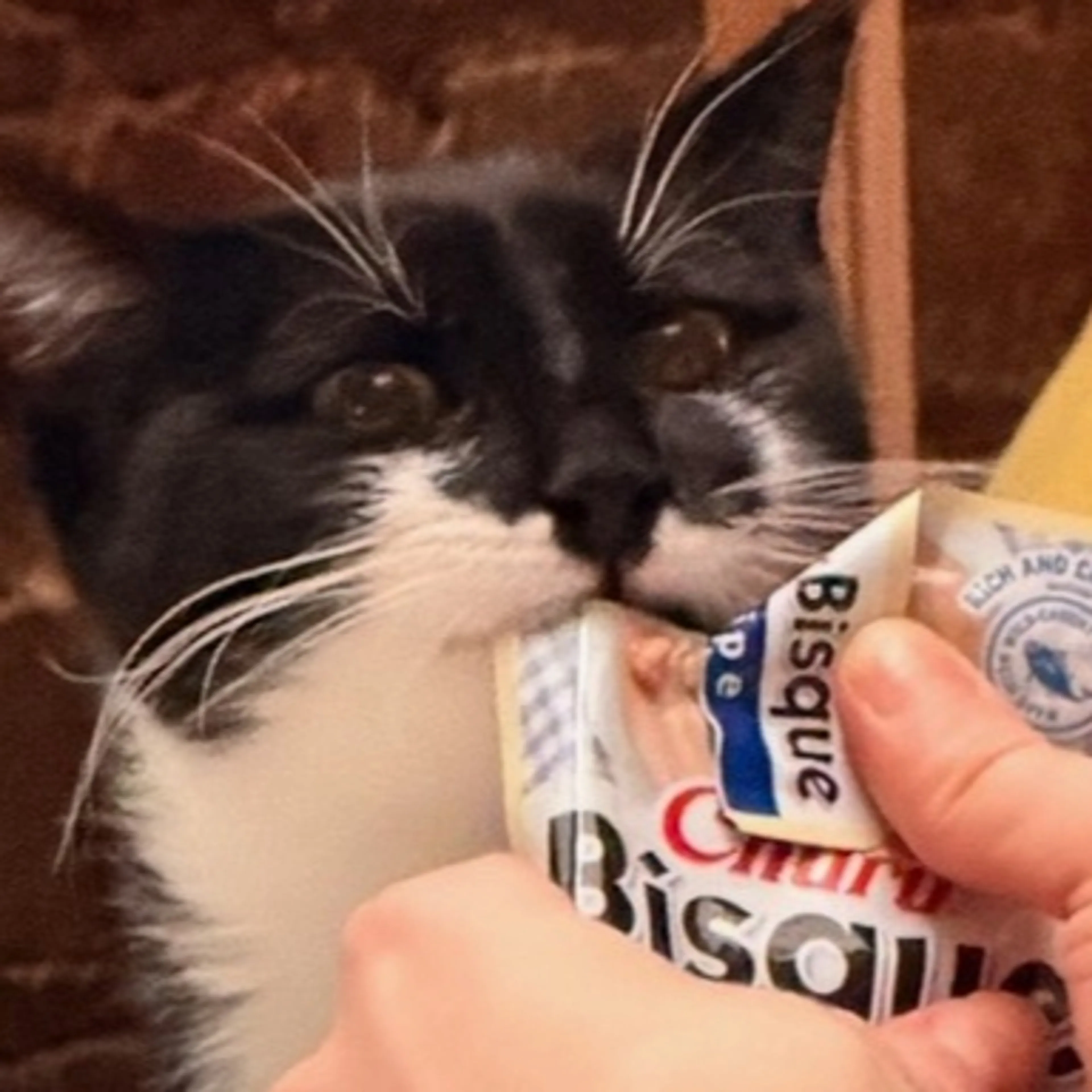 Lost pet-3