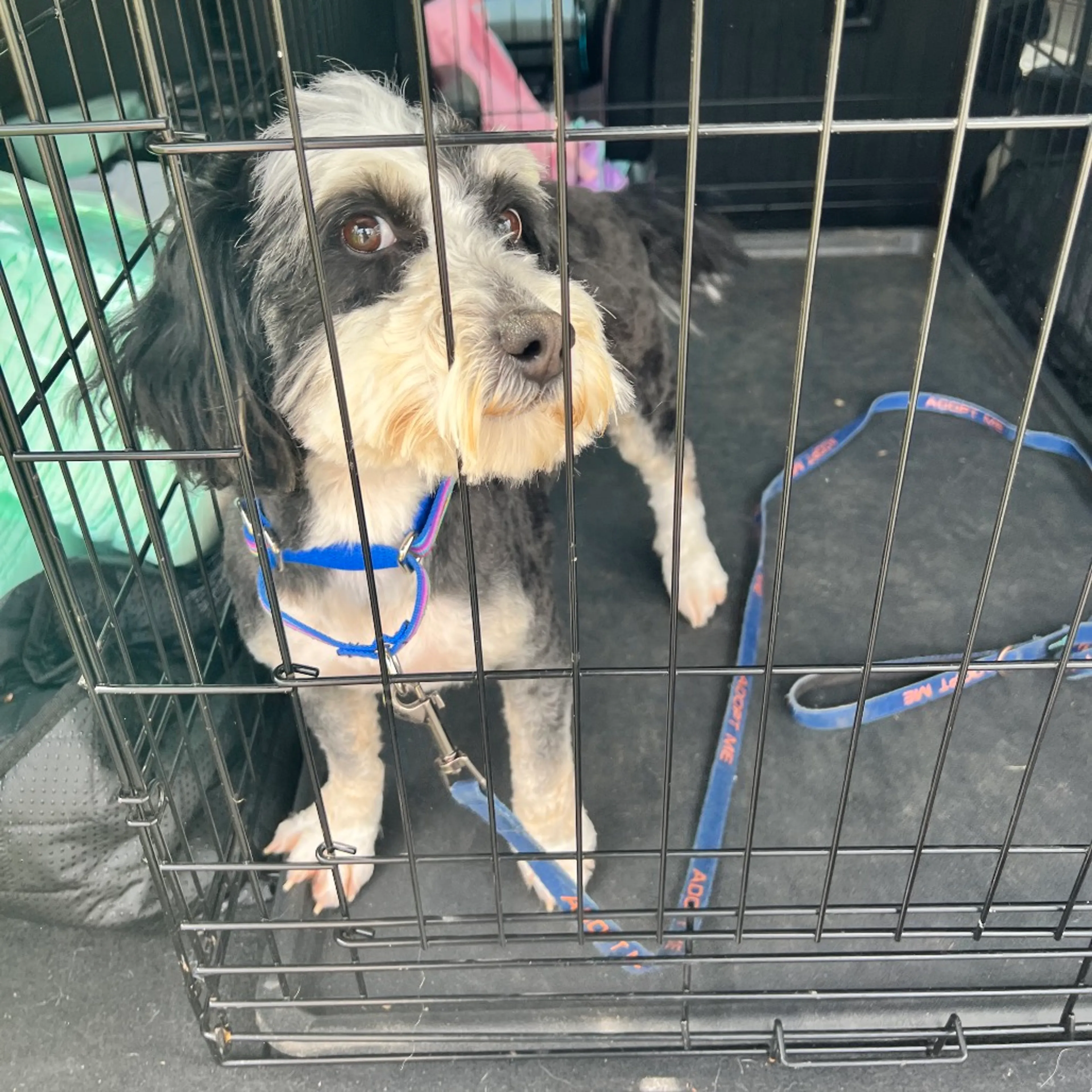 Found pet-1