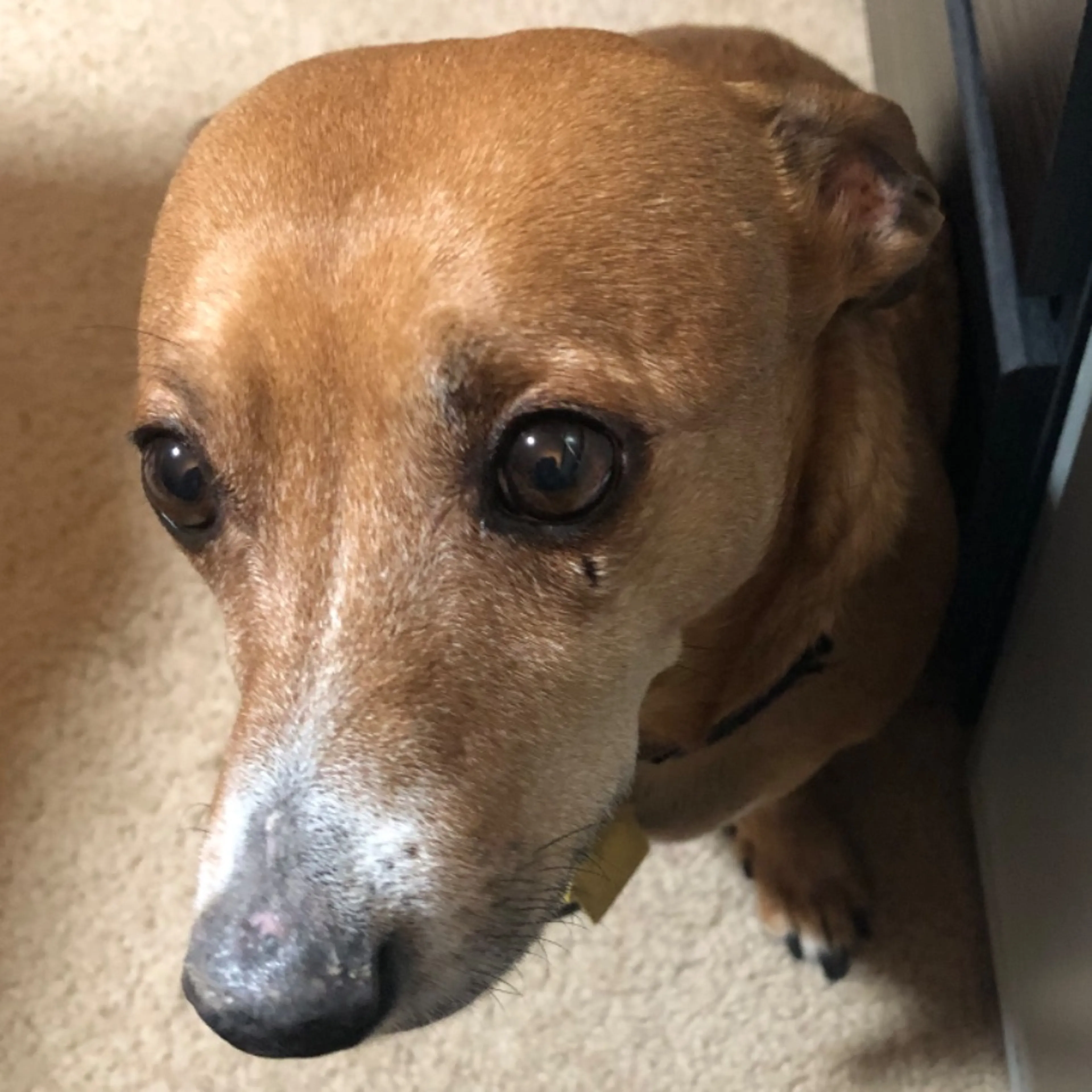 Lost pet-0