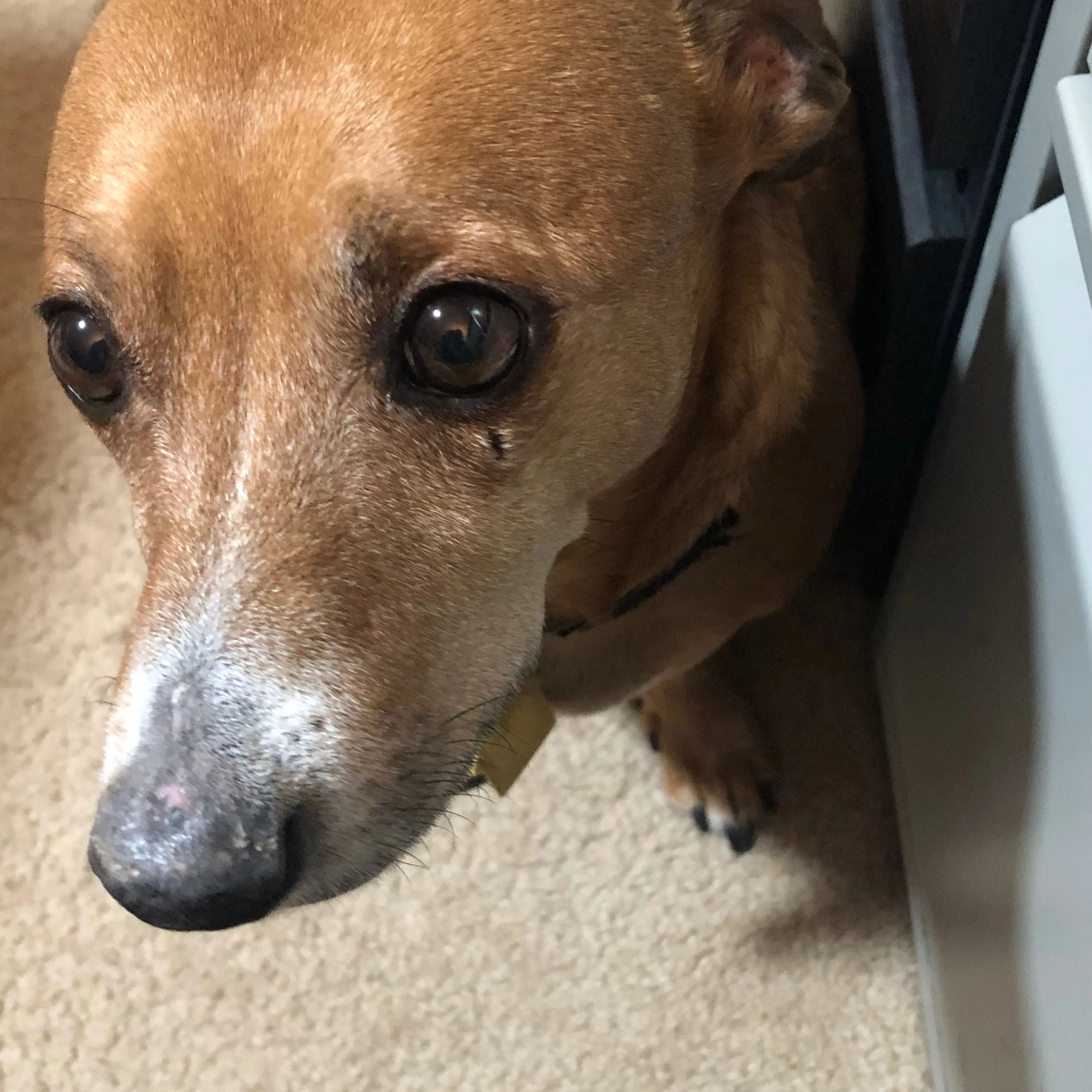 Lost pet-1