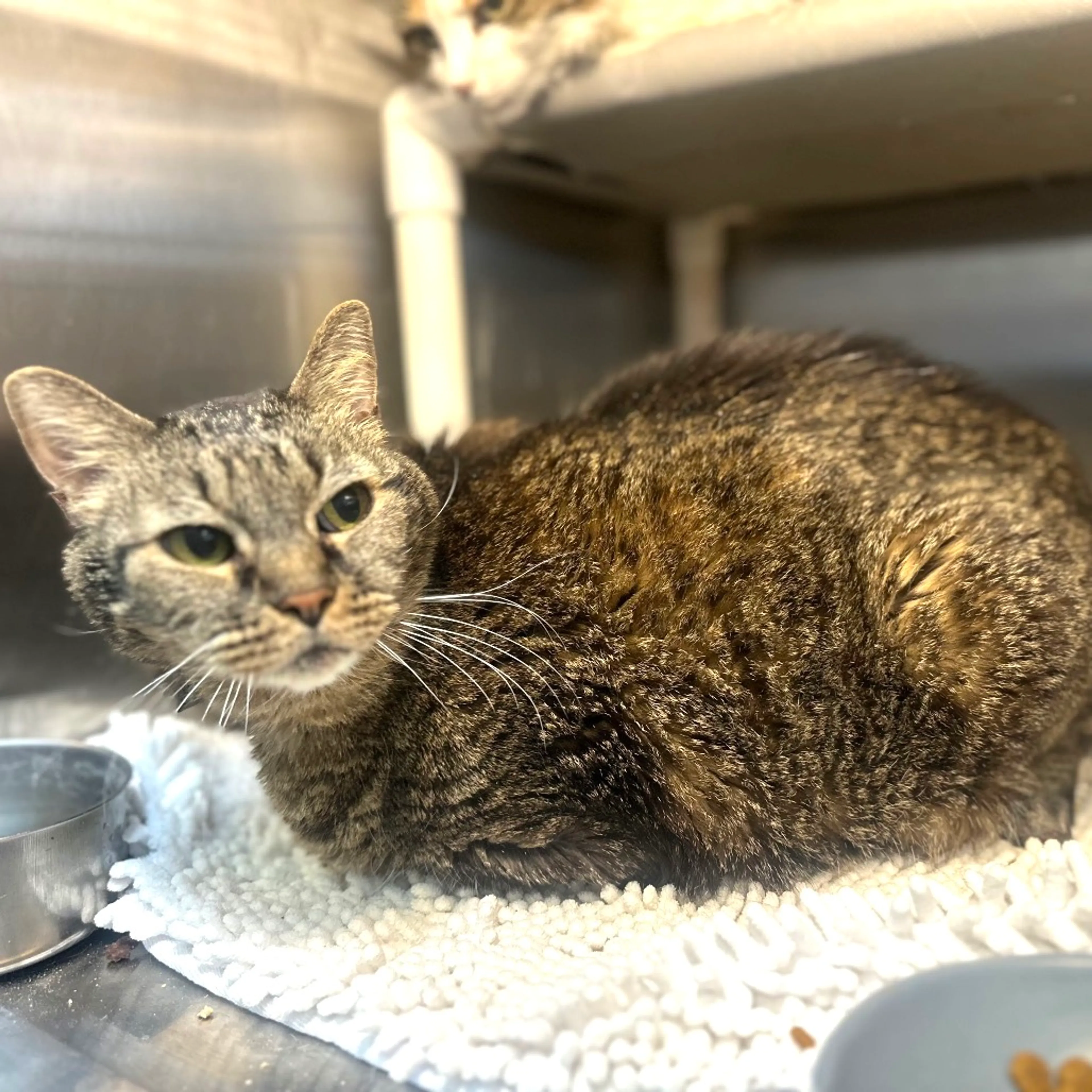Found pet-2