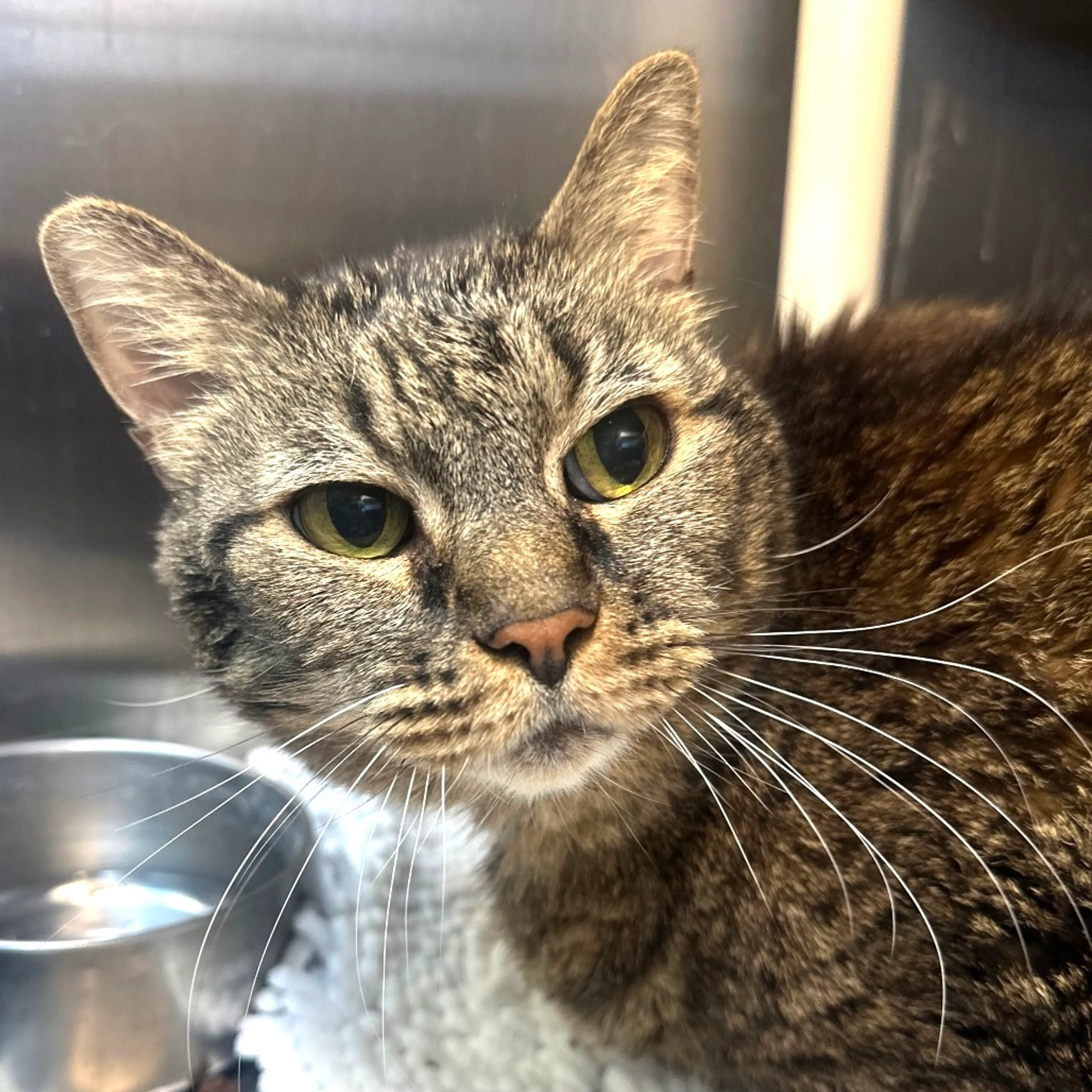 Found pet-1