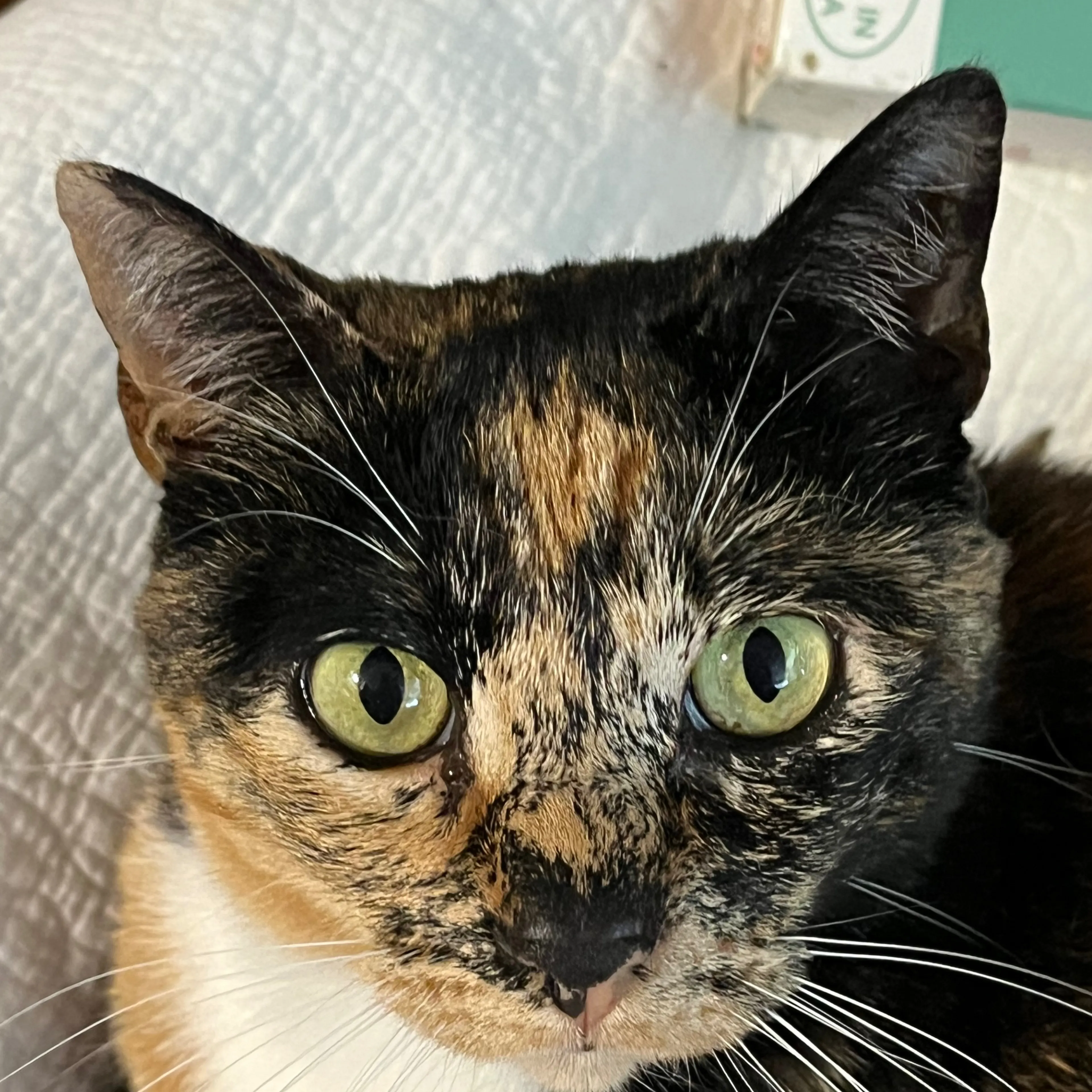 Lost pet-2