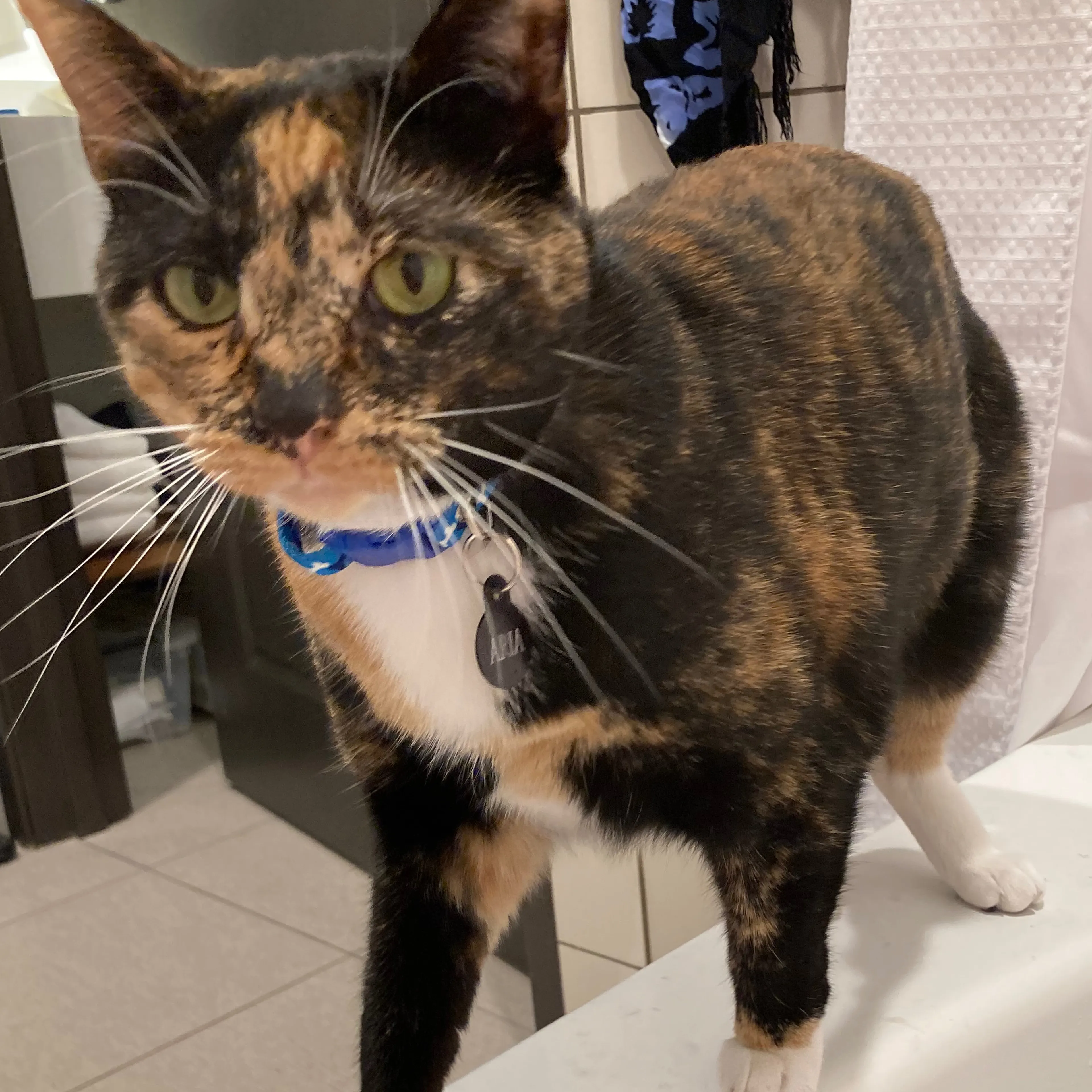 Lost pet-3