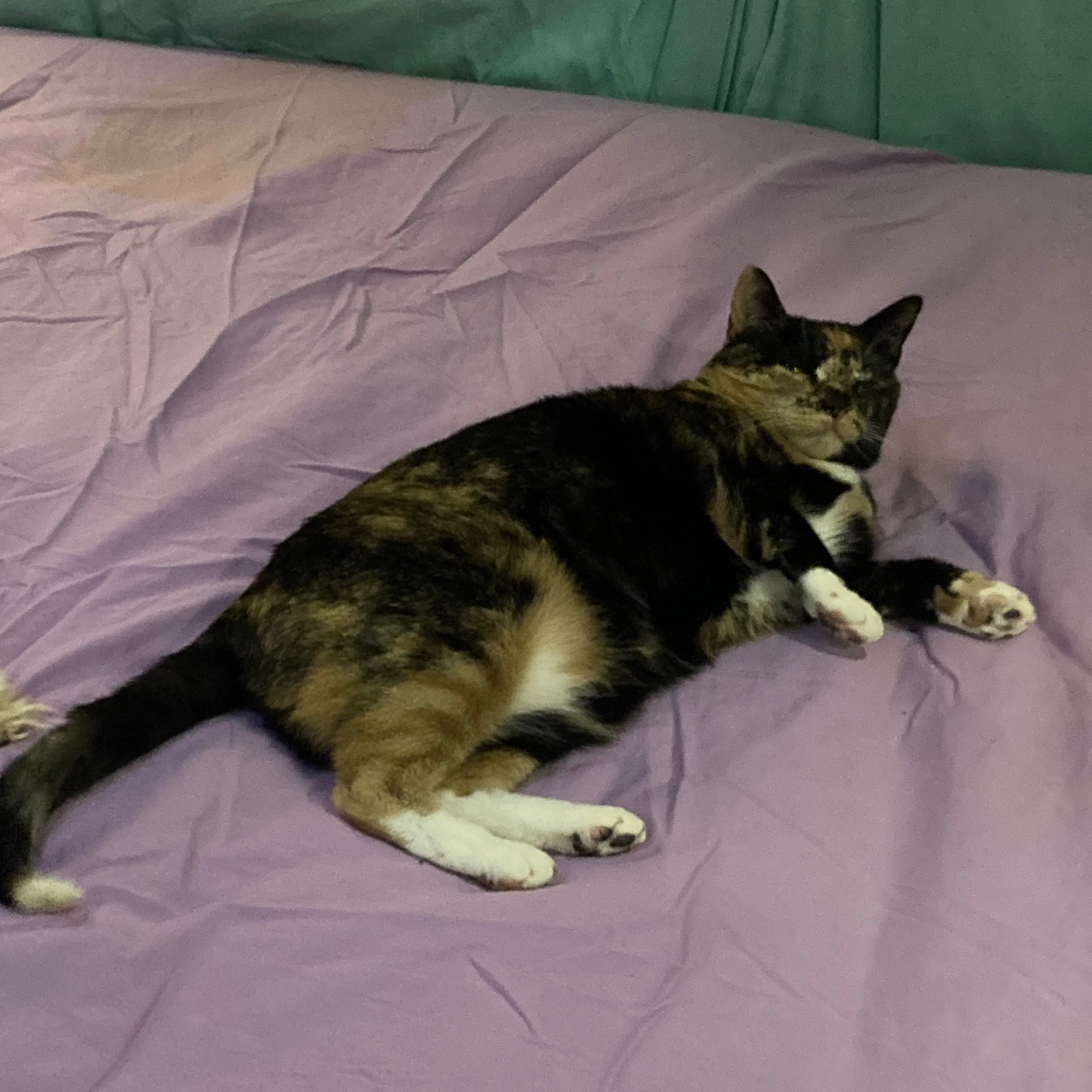 Lost pet-1