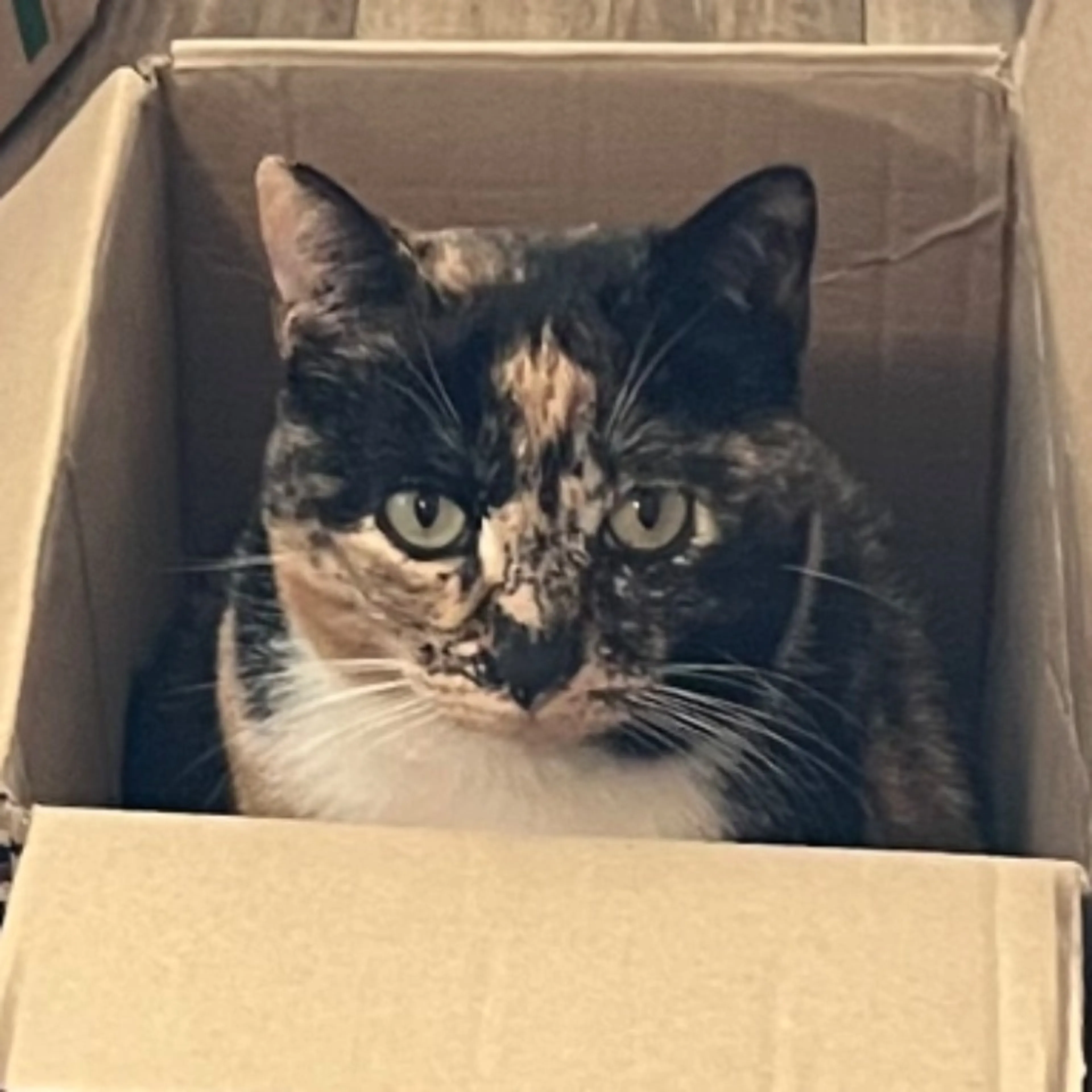 Lost pet-0