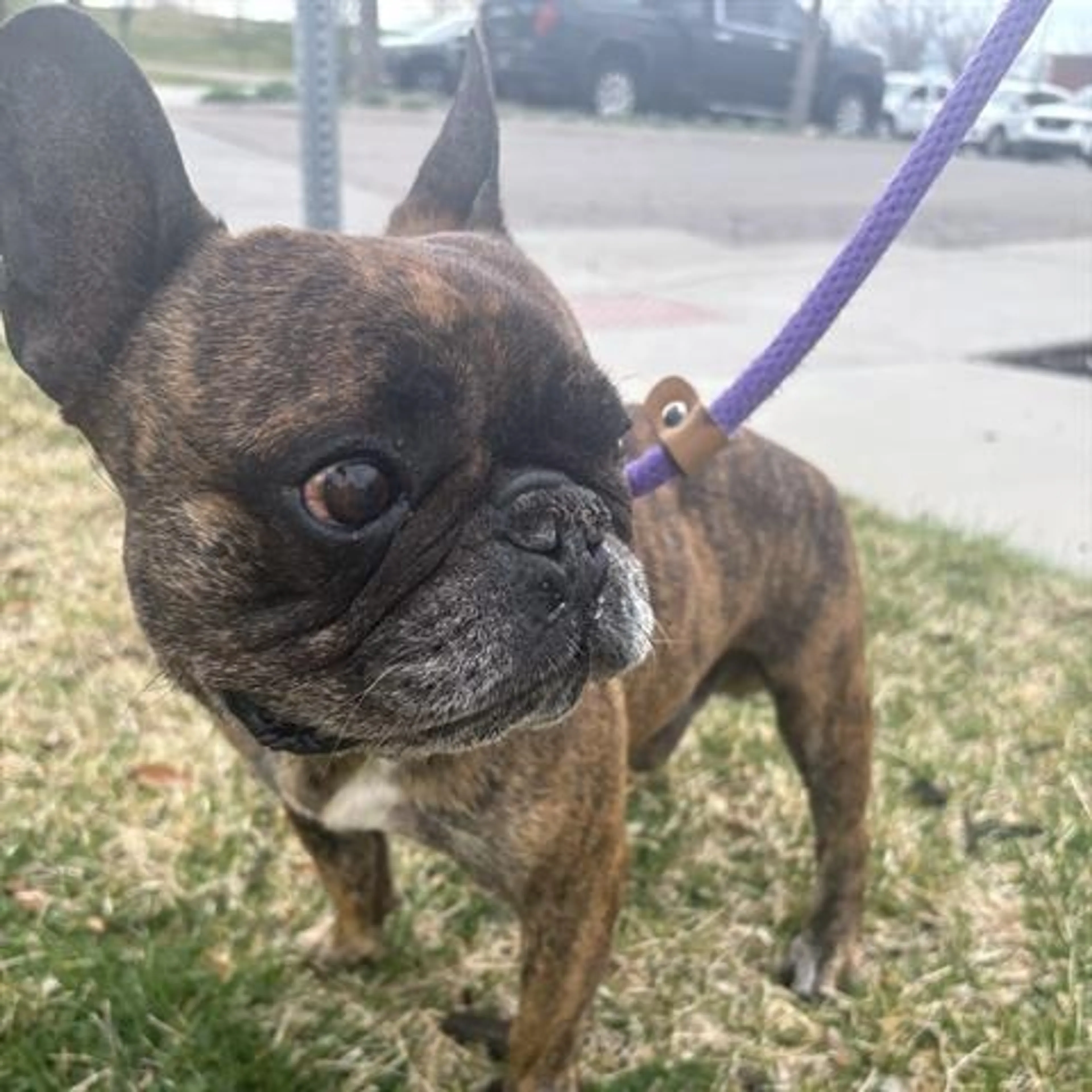 Found pet-1