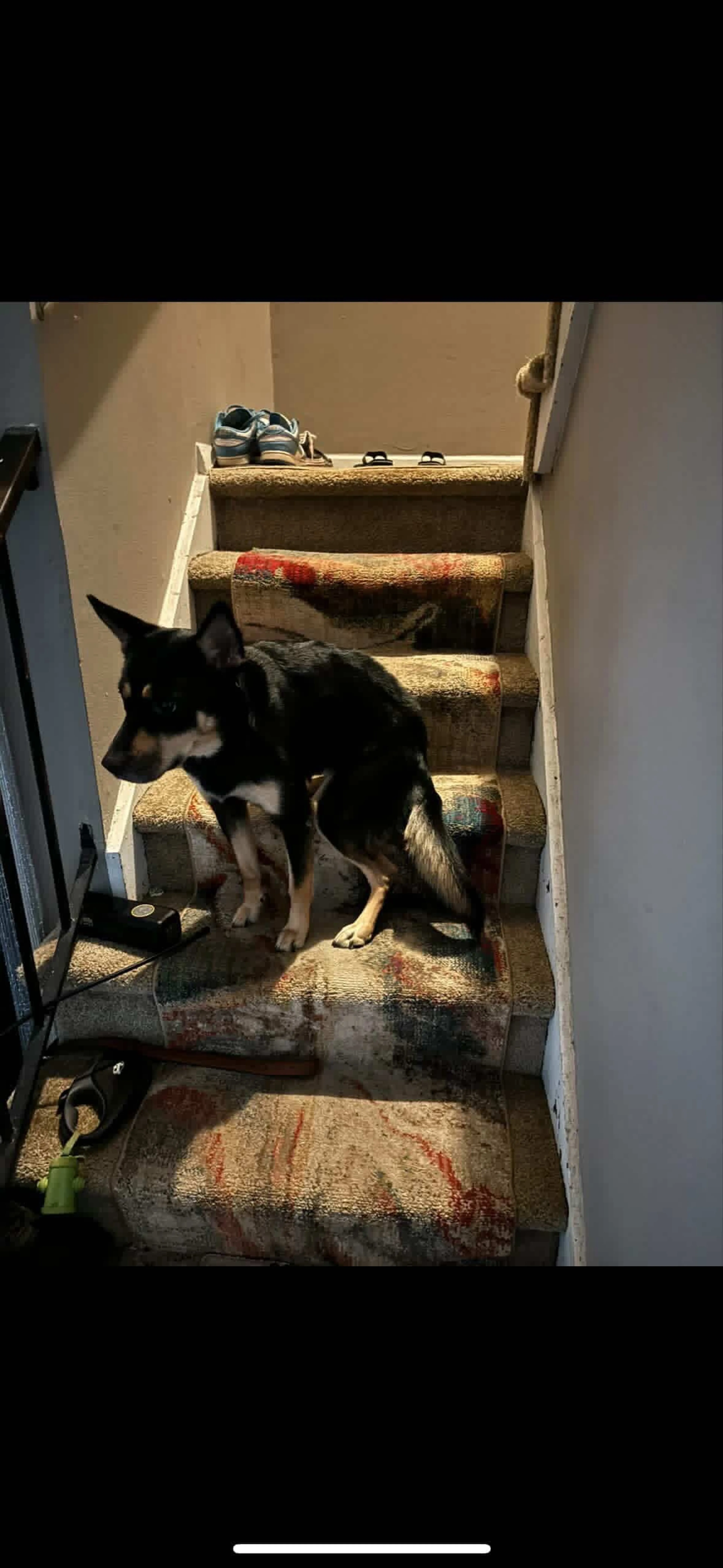 Lost pet