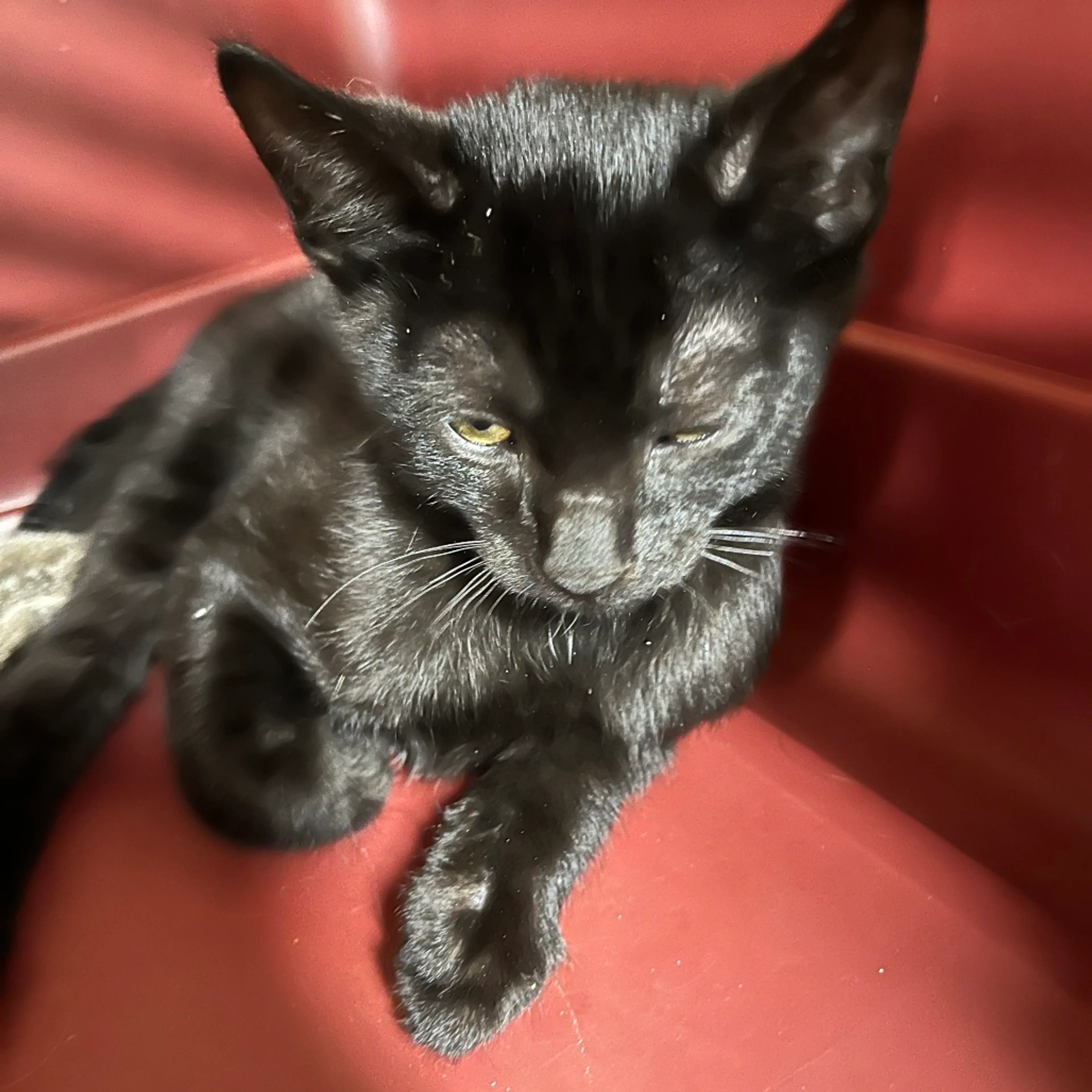 Found pet-1