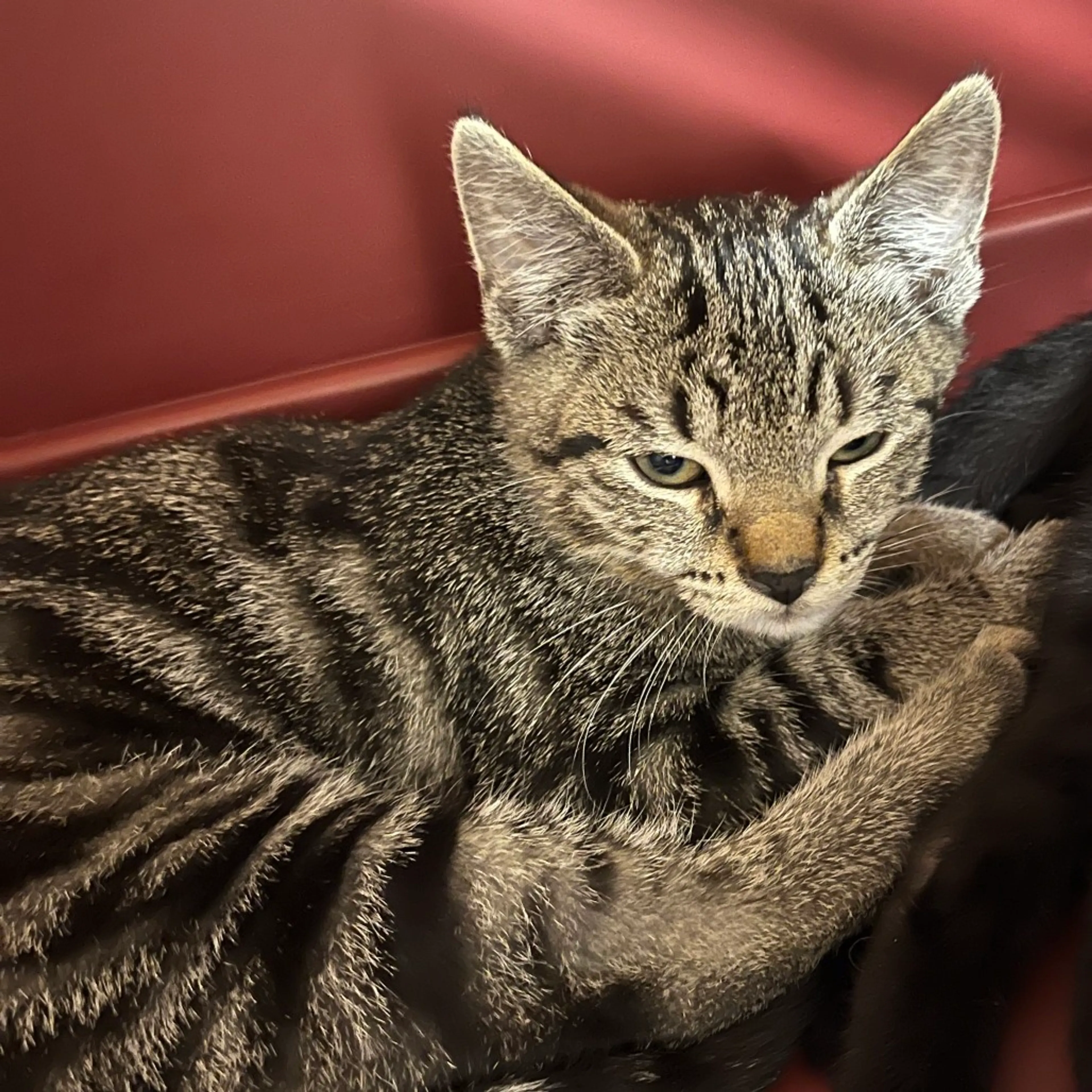 Found pet