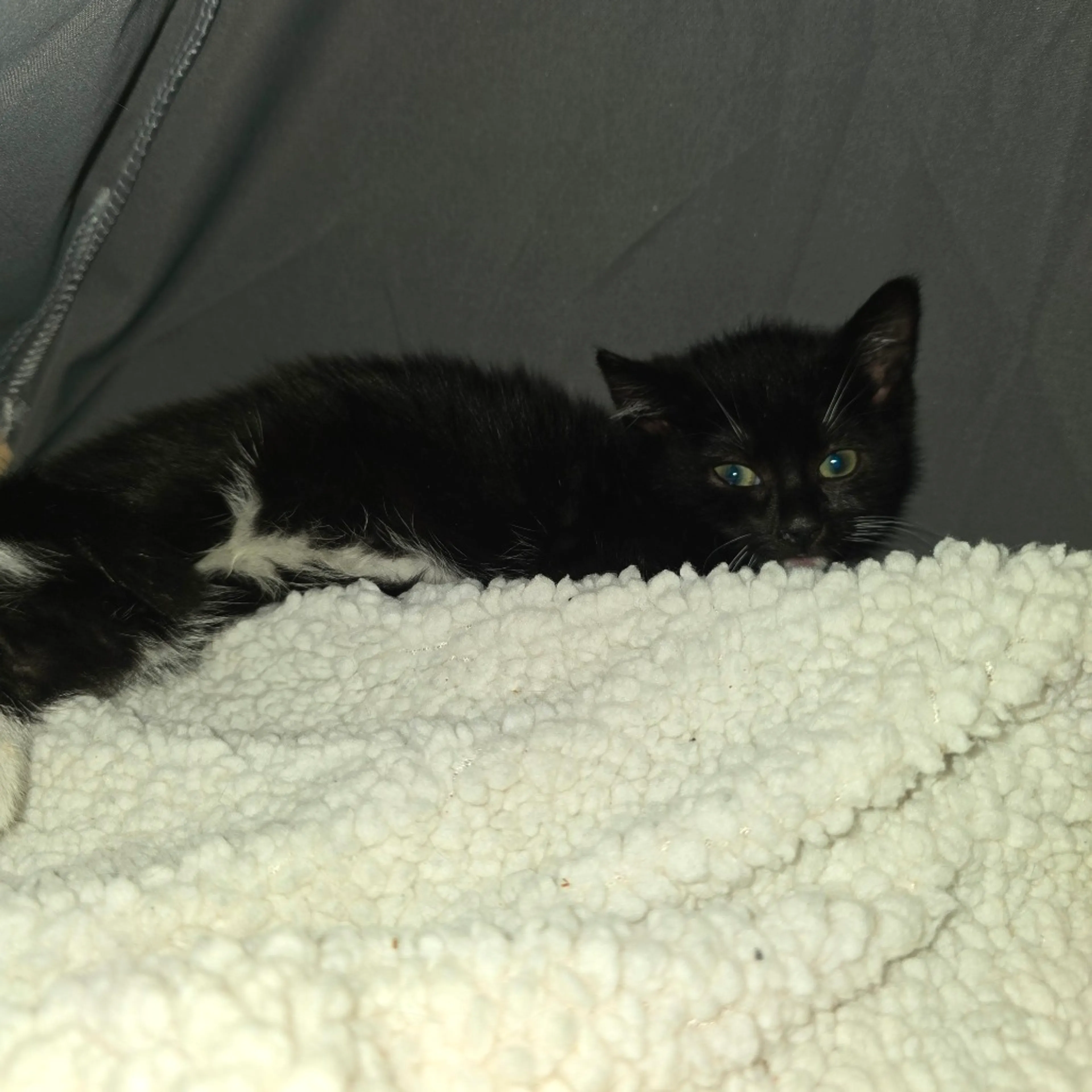 Found pet-1