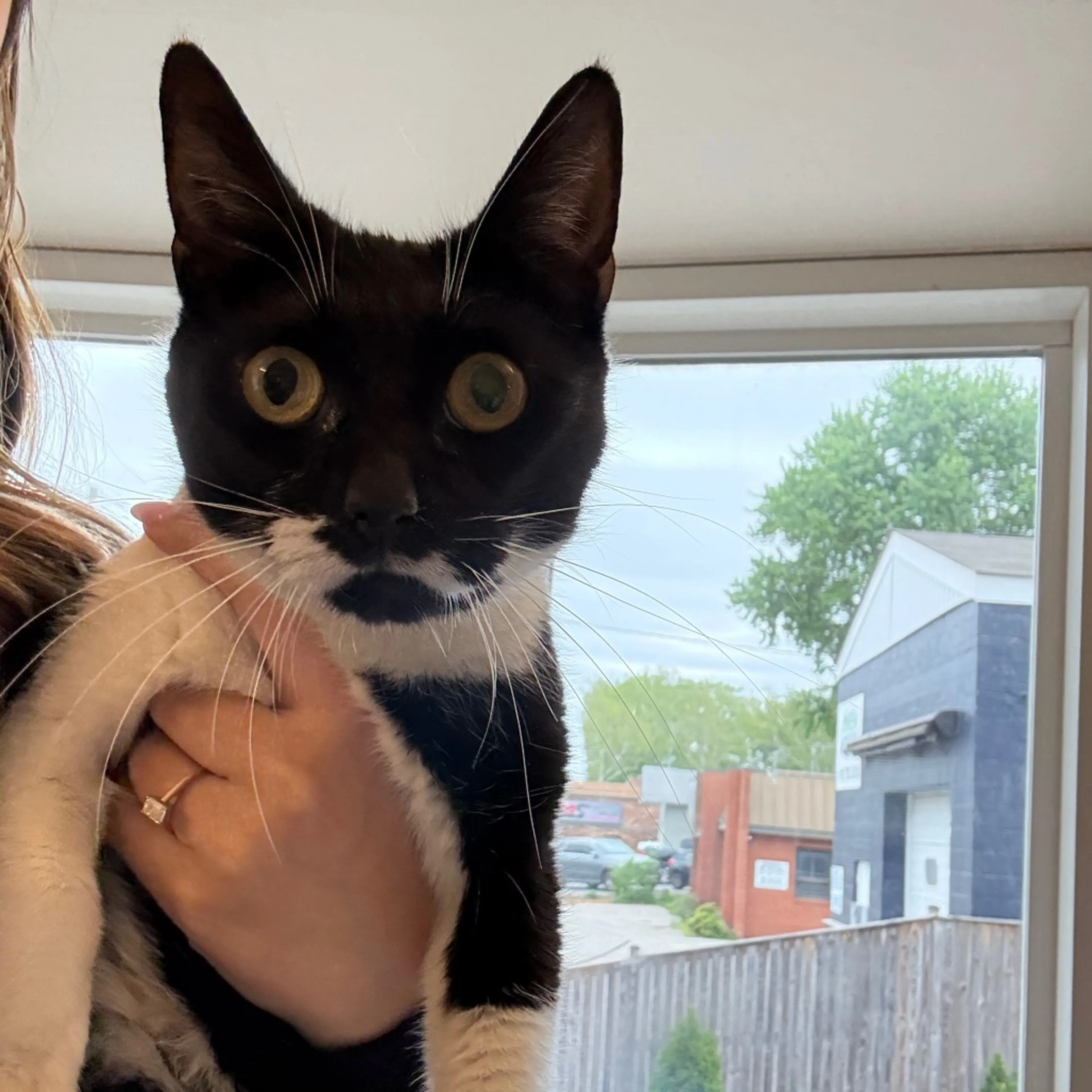 Found pet