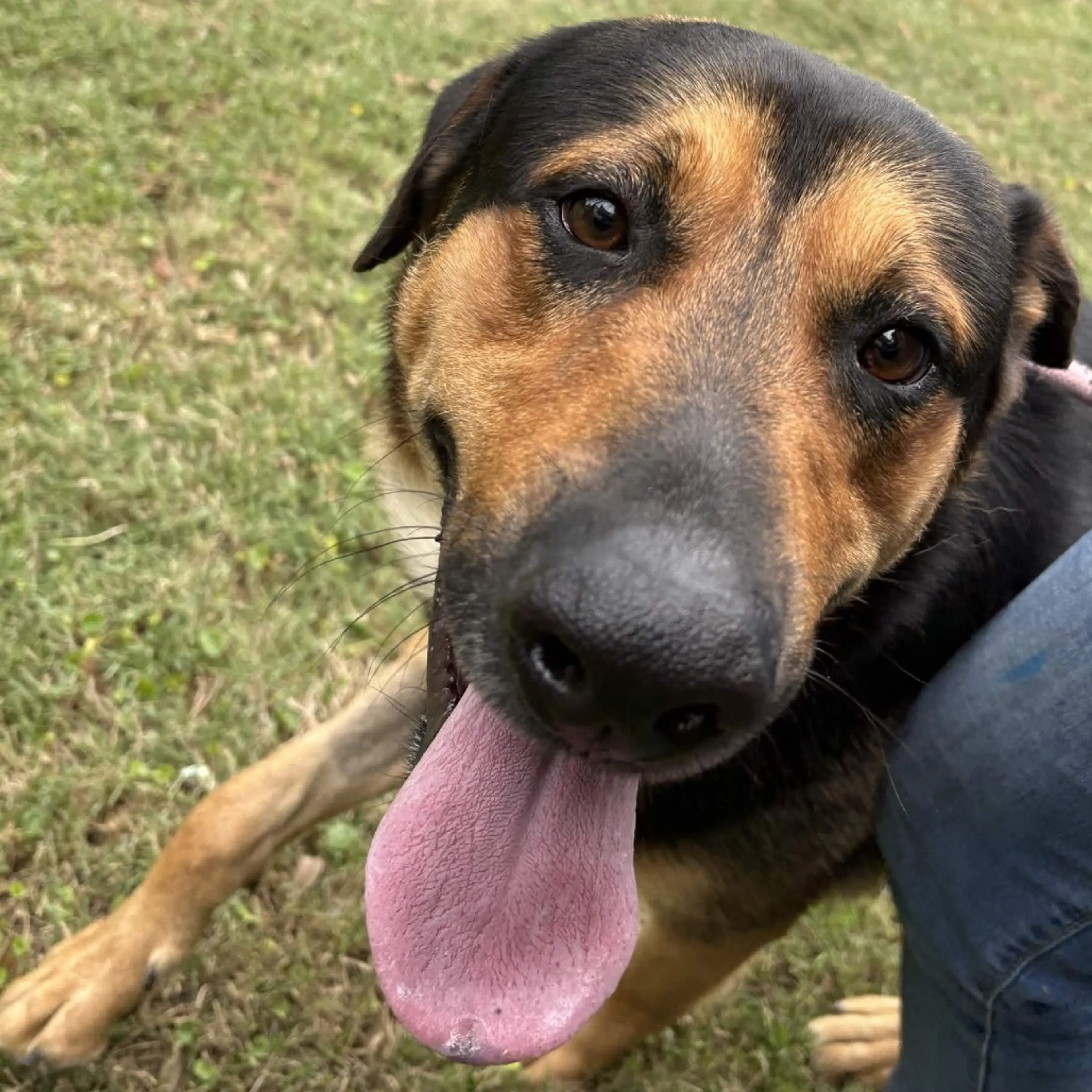 Found pet