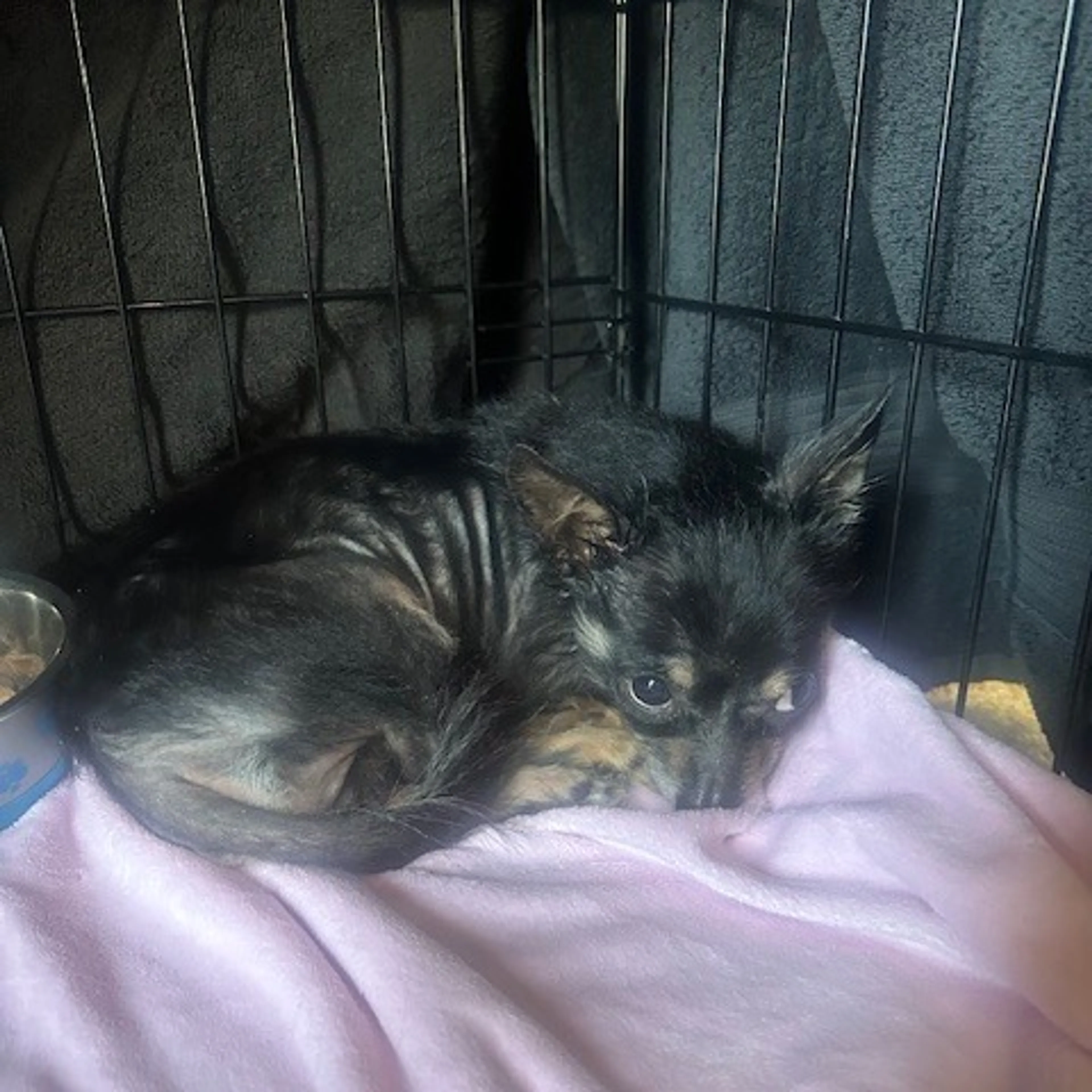 Found pet-4