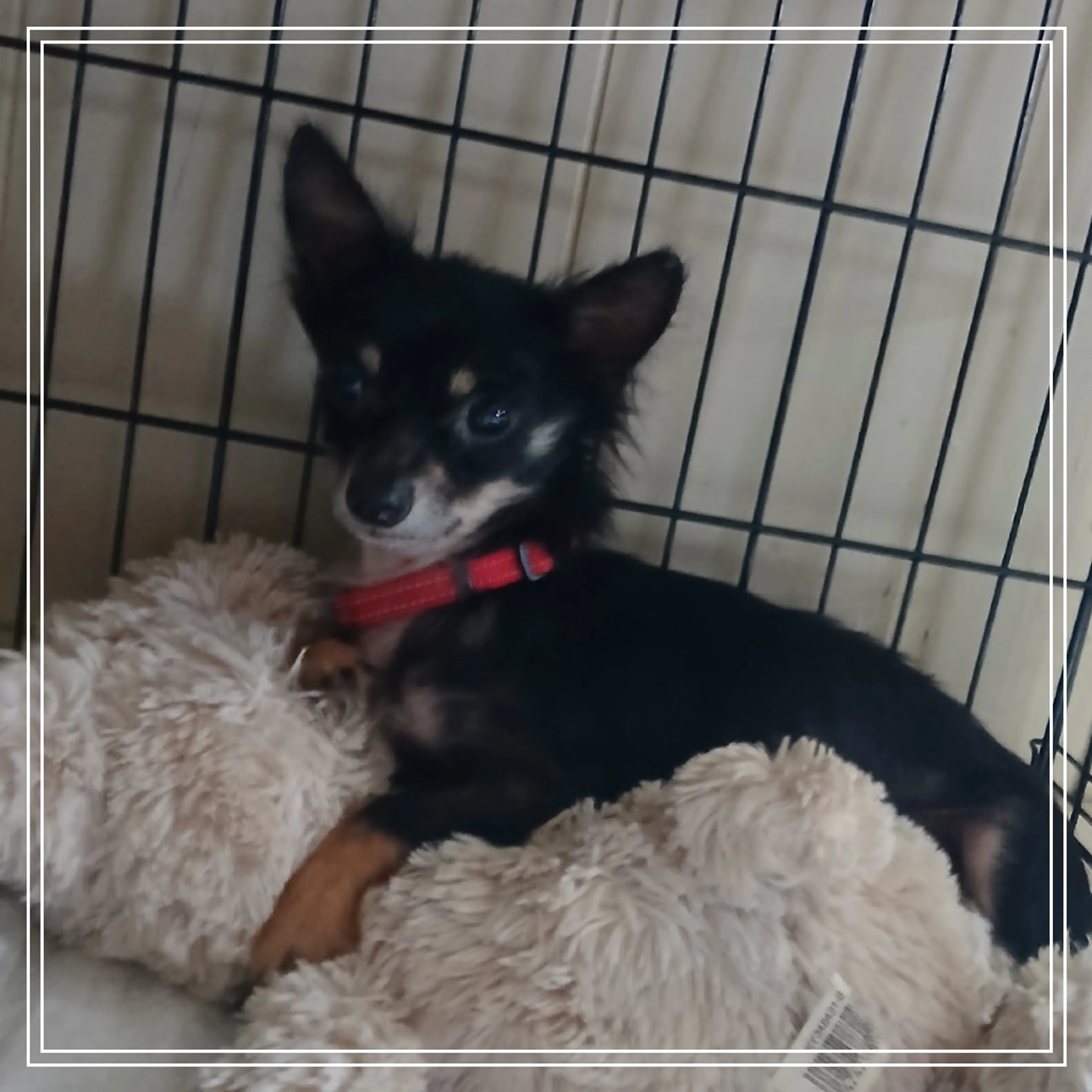 Found pet-1