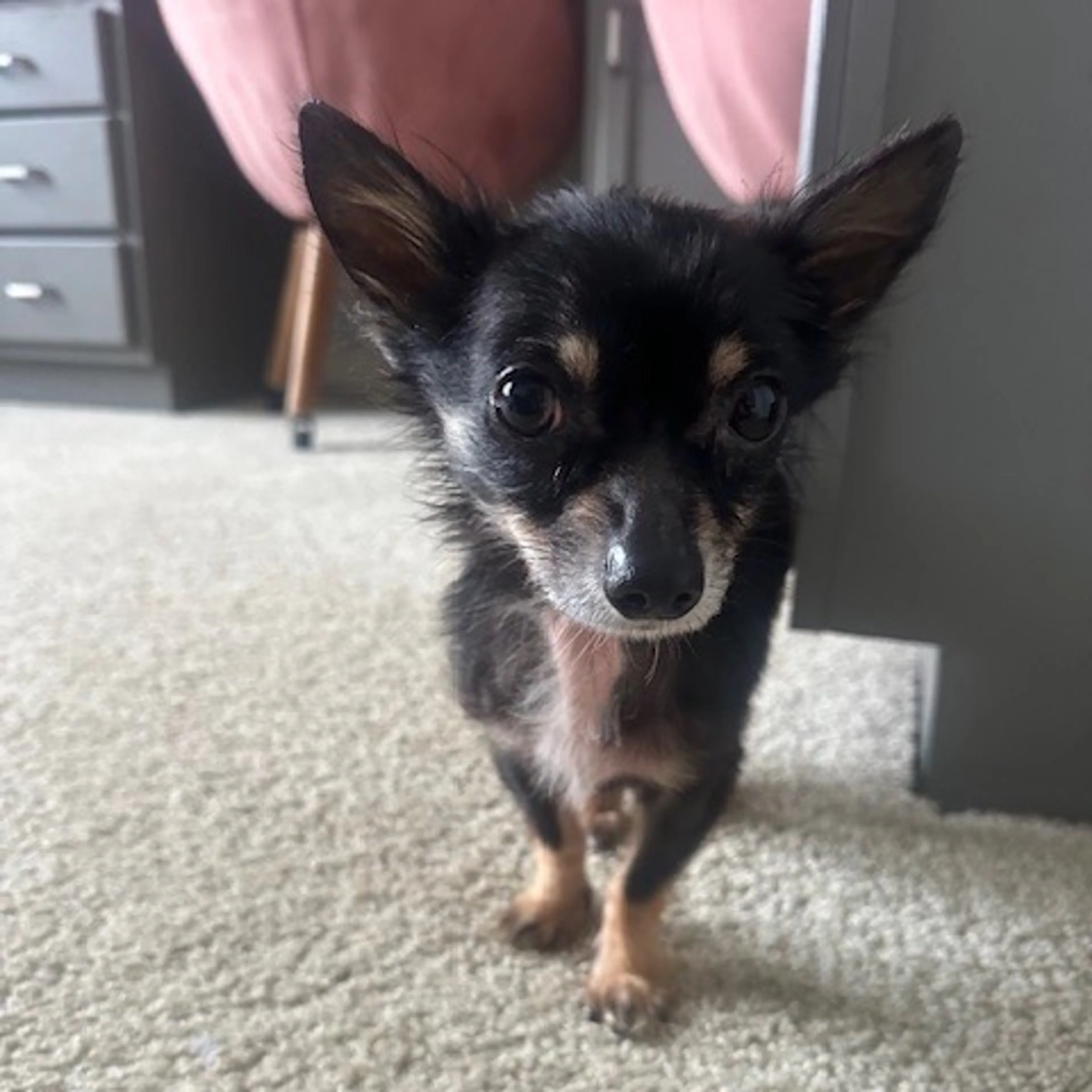 Found pet-3