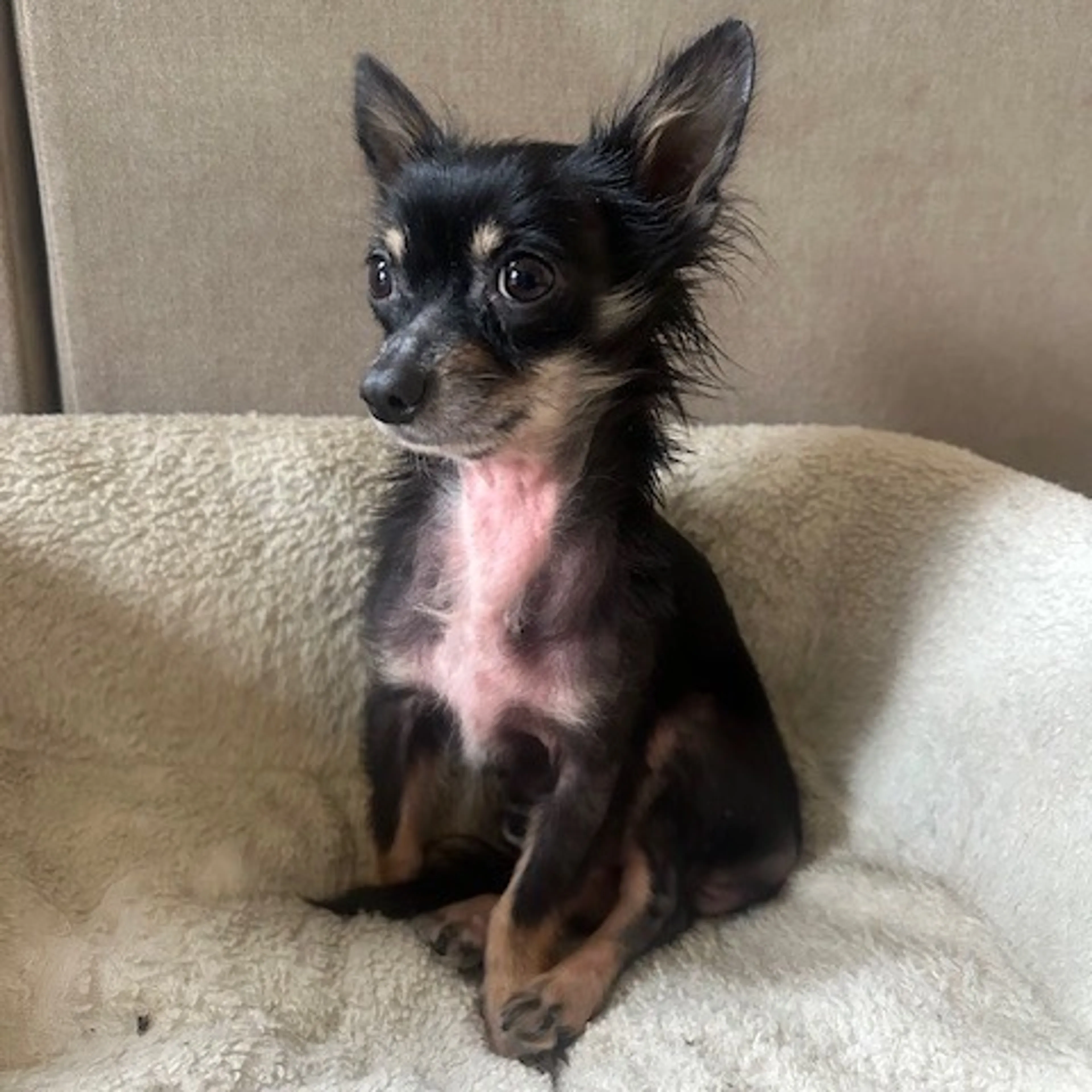 Found pet-2