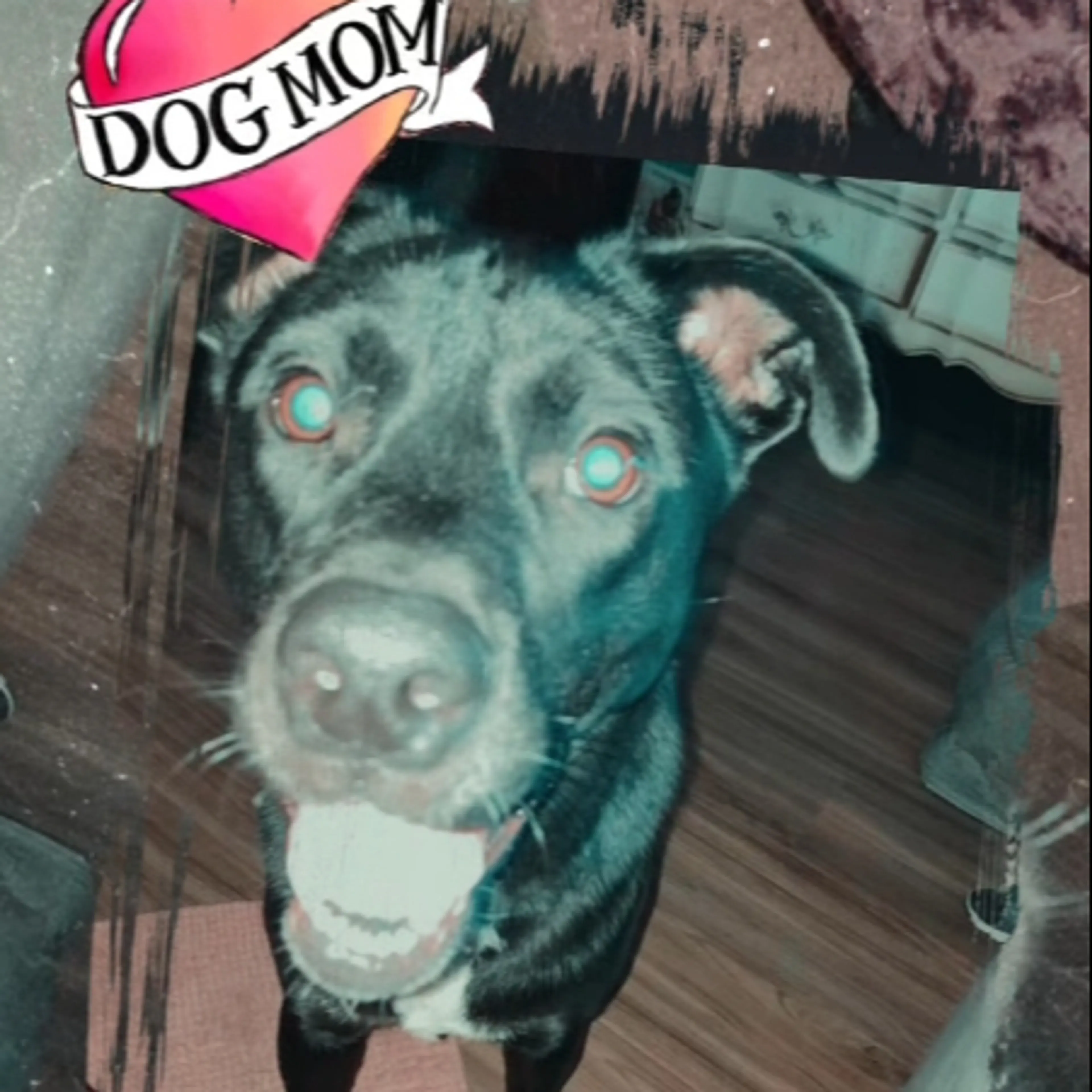Lost pet-2