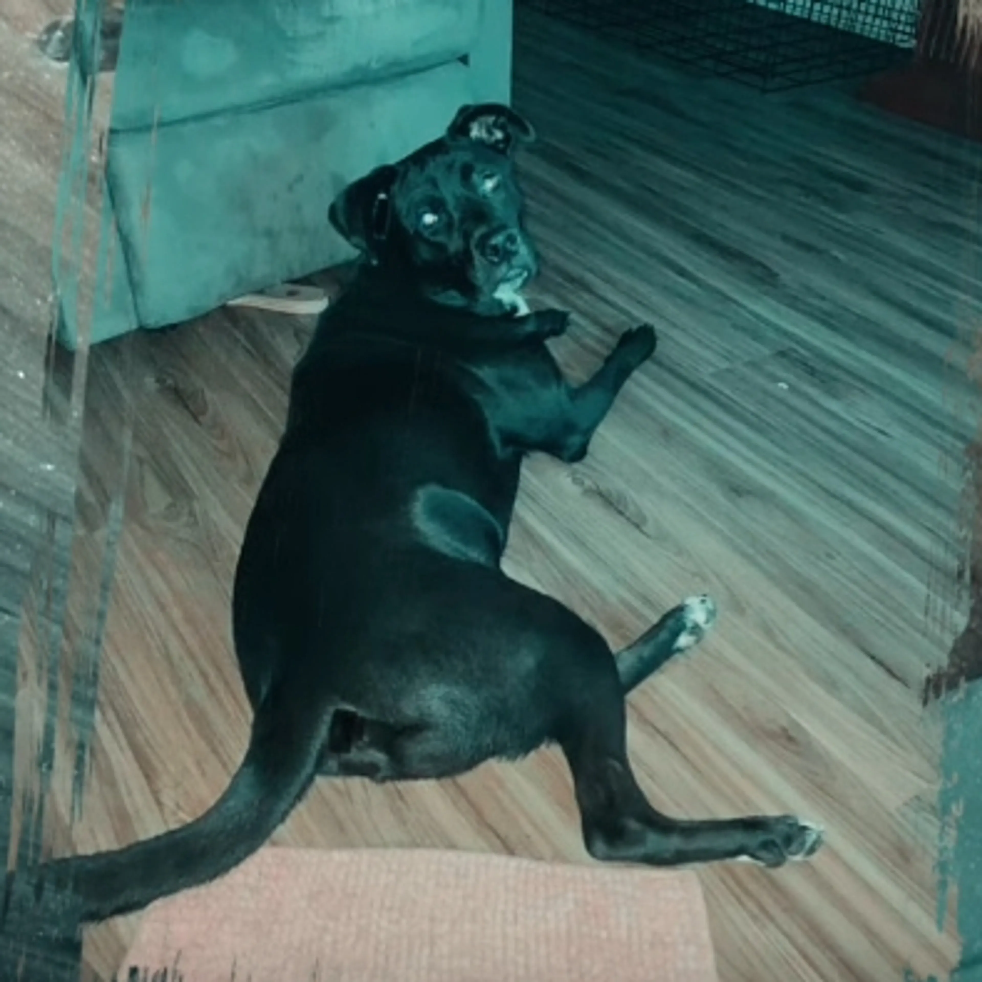 Lost pet-1