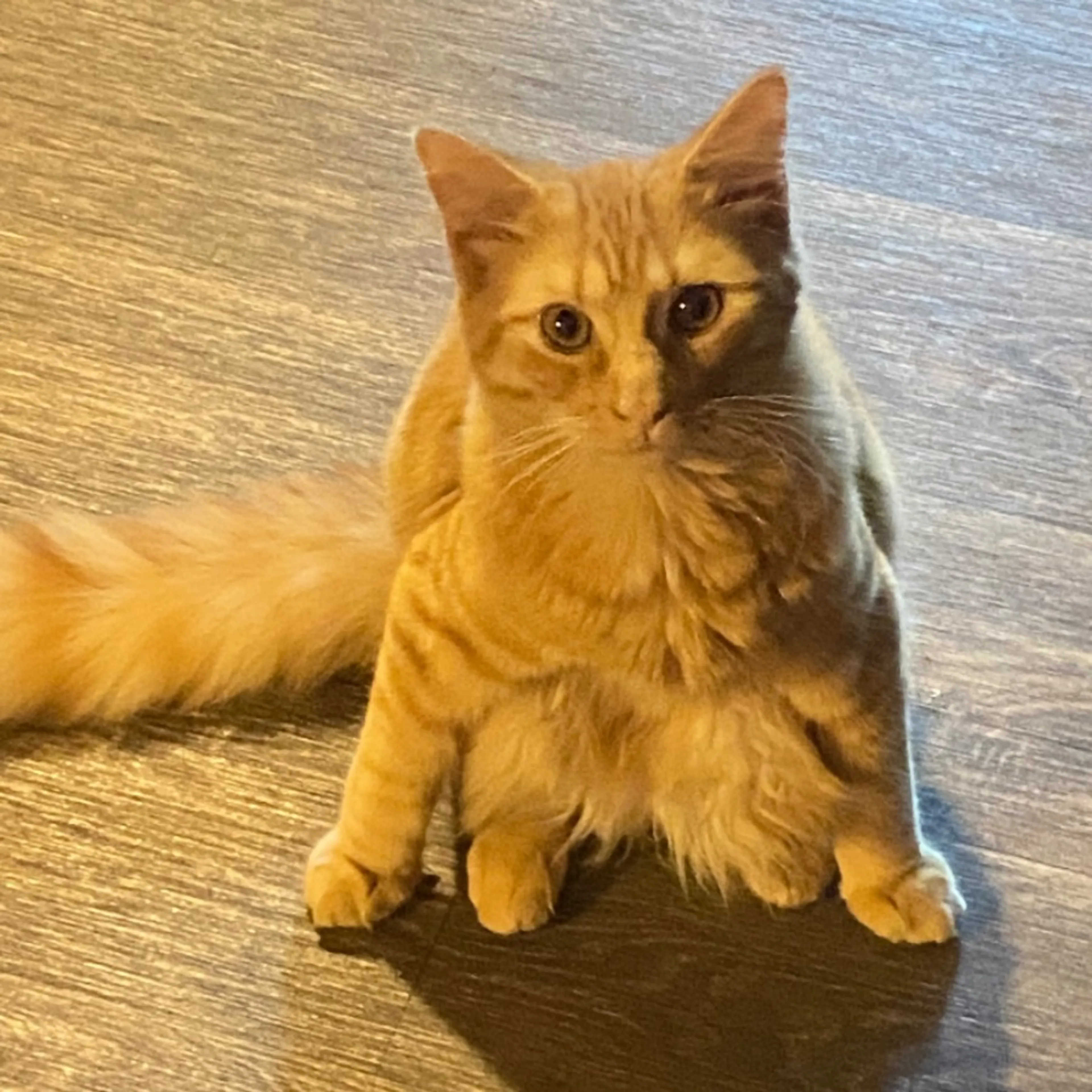 Lost pet-0