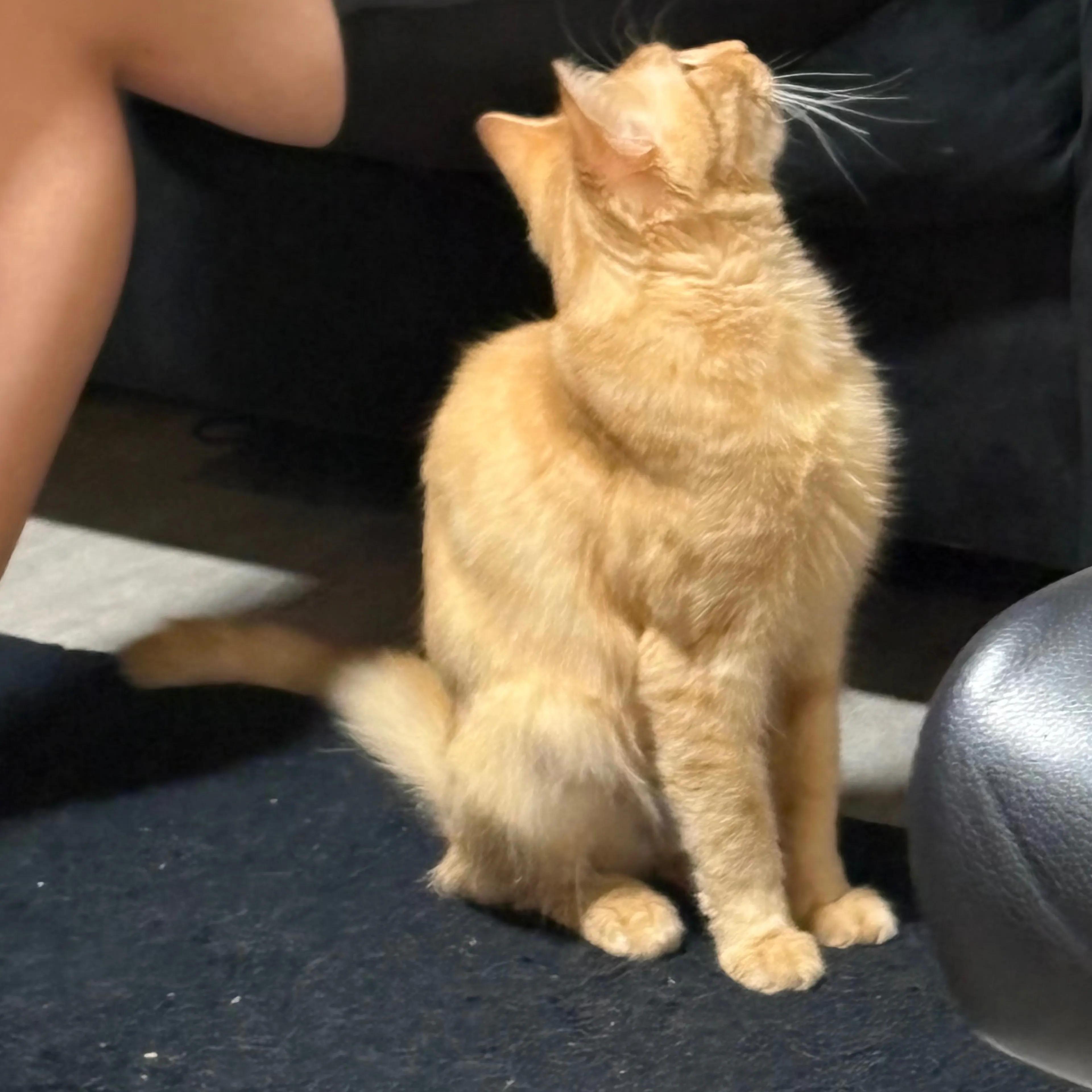 Lost pet-1