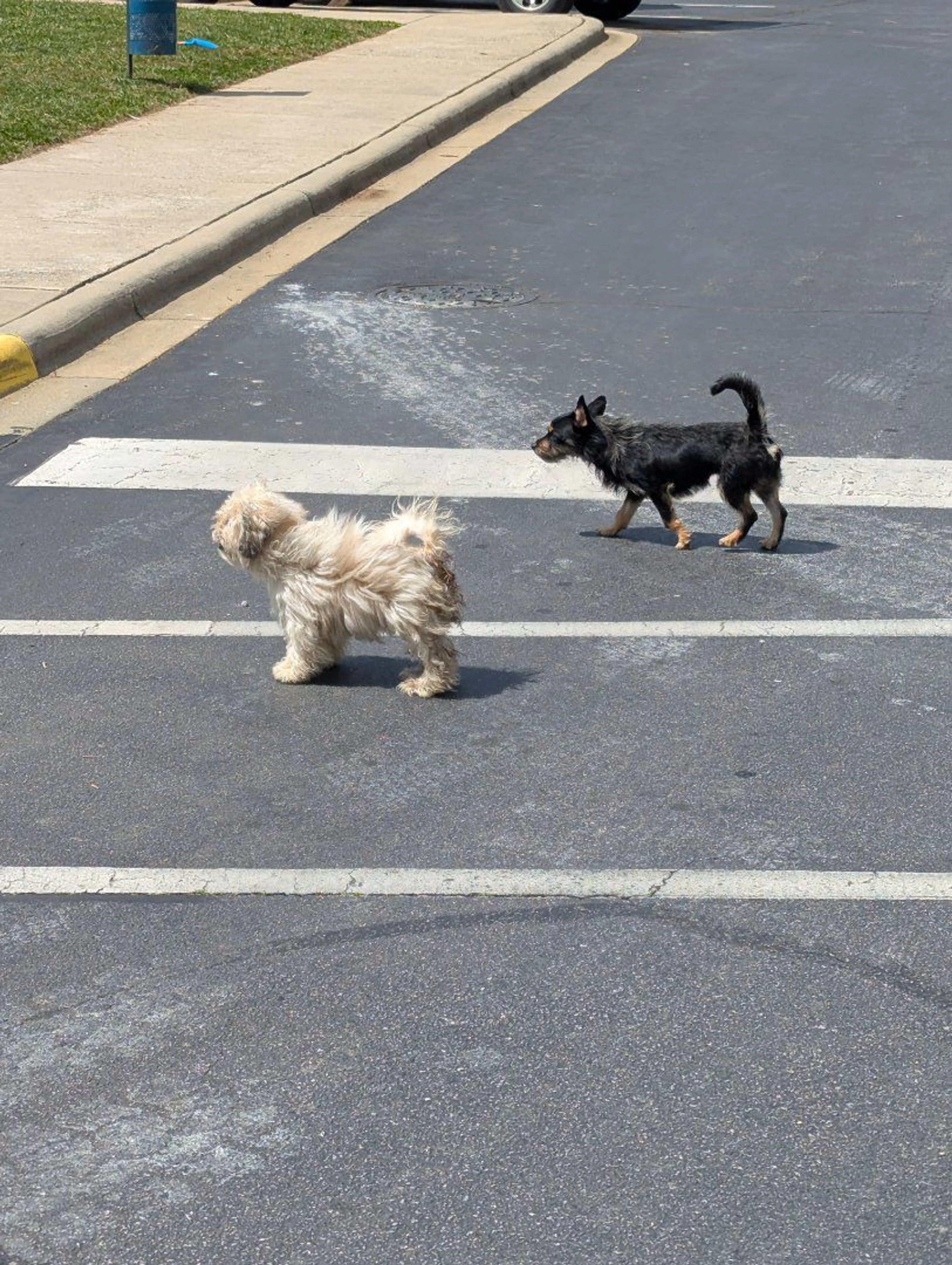 Lost pet-1