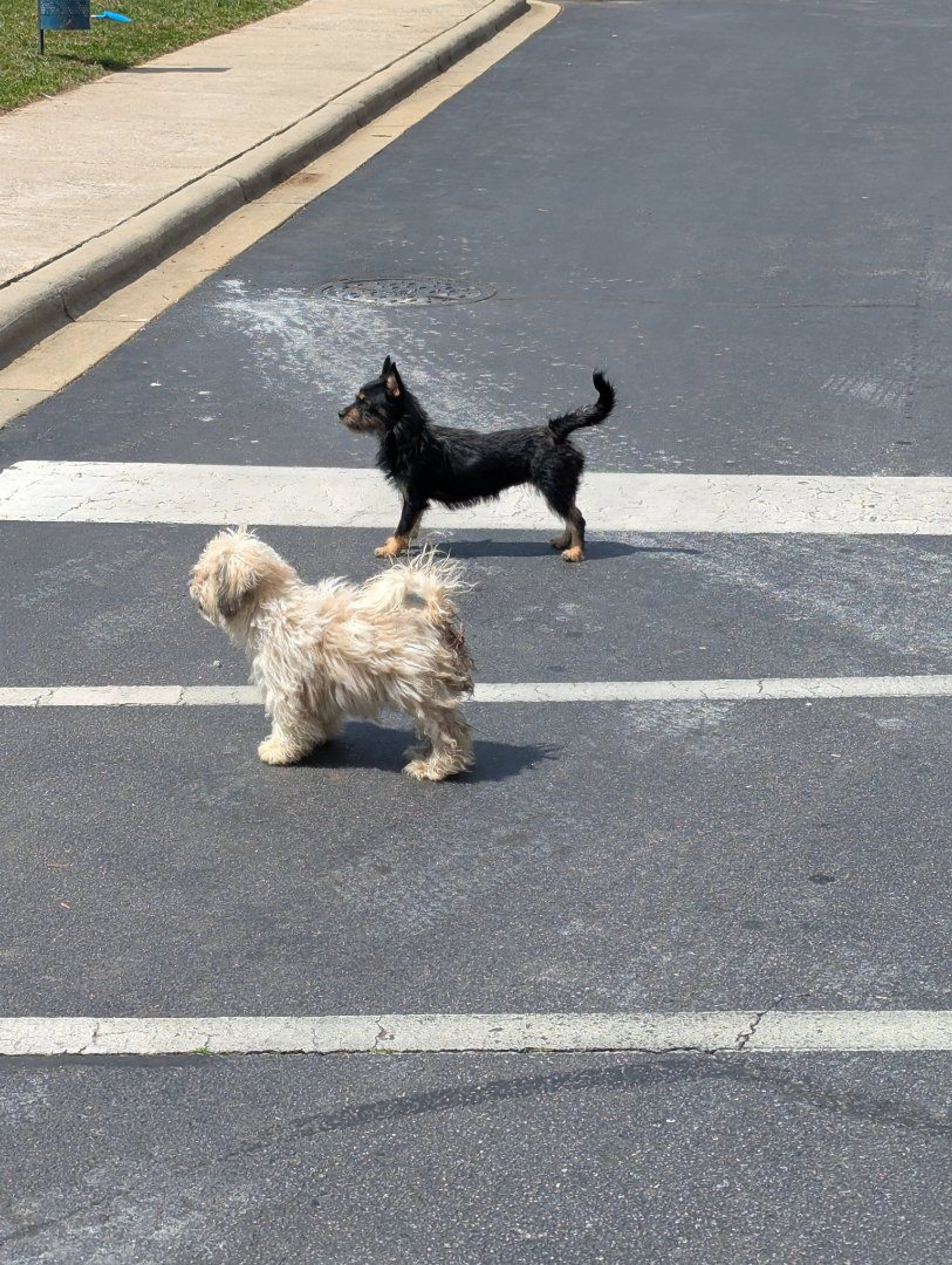 Lost pet-0