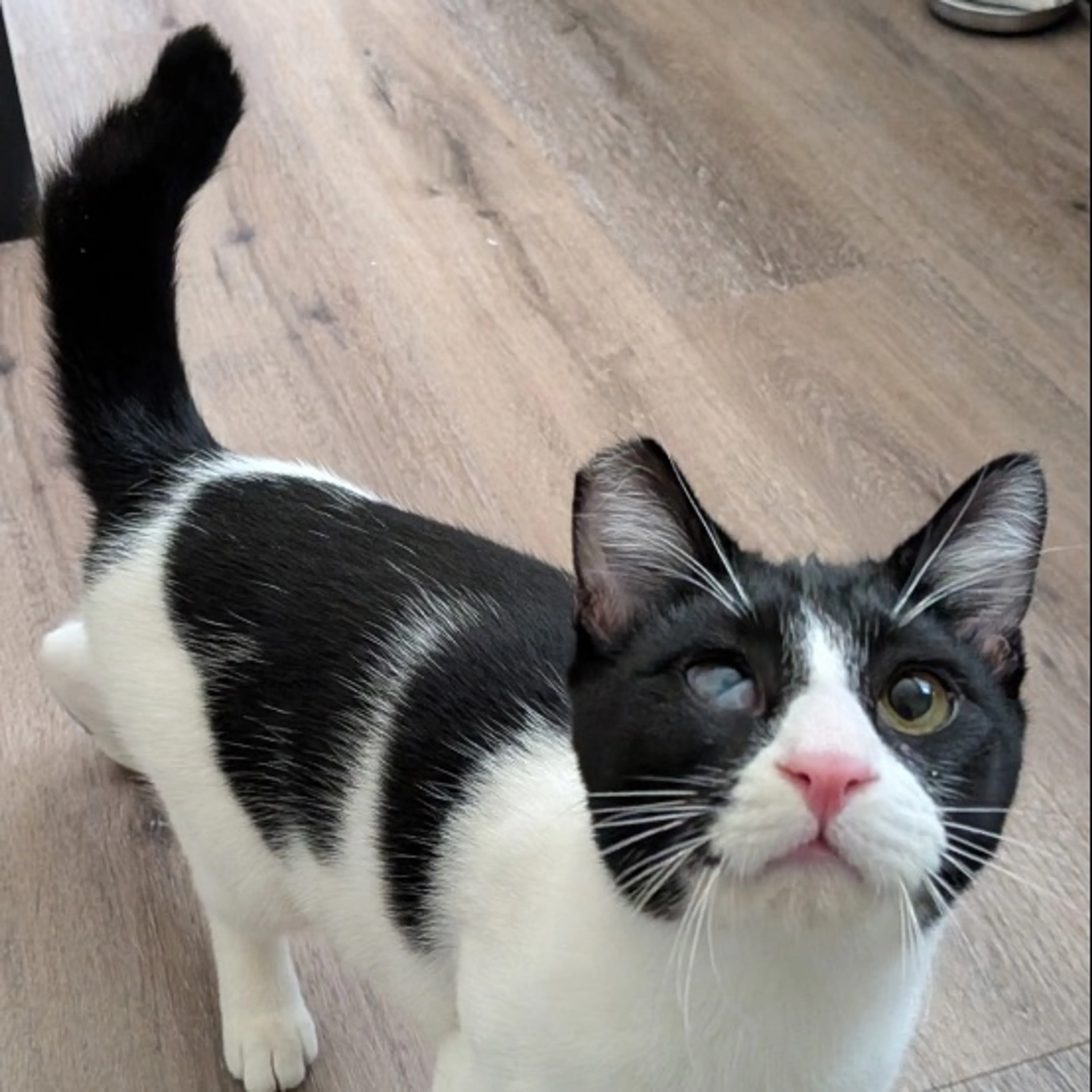 Lost pet