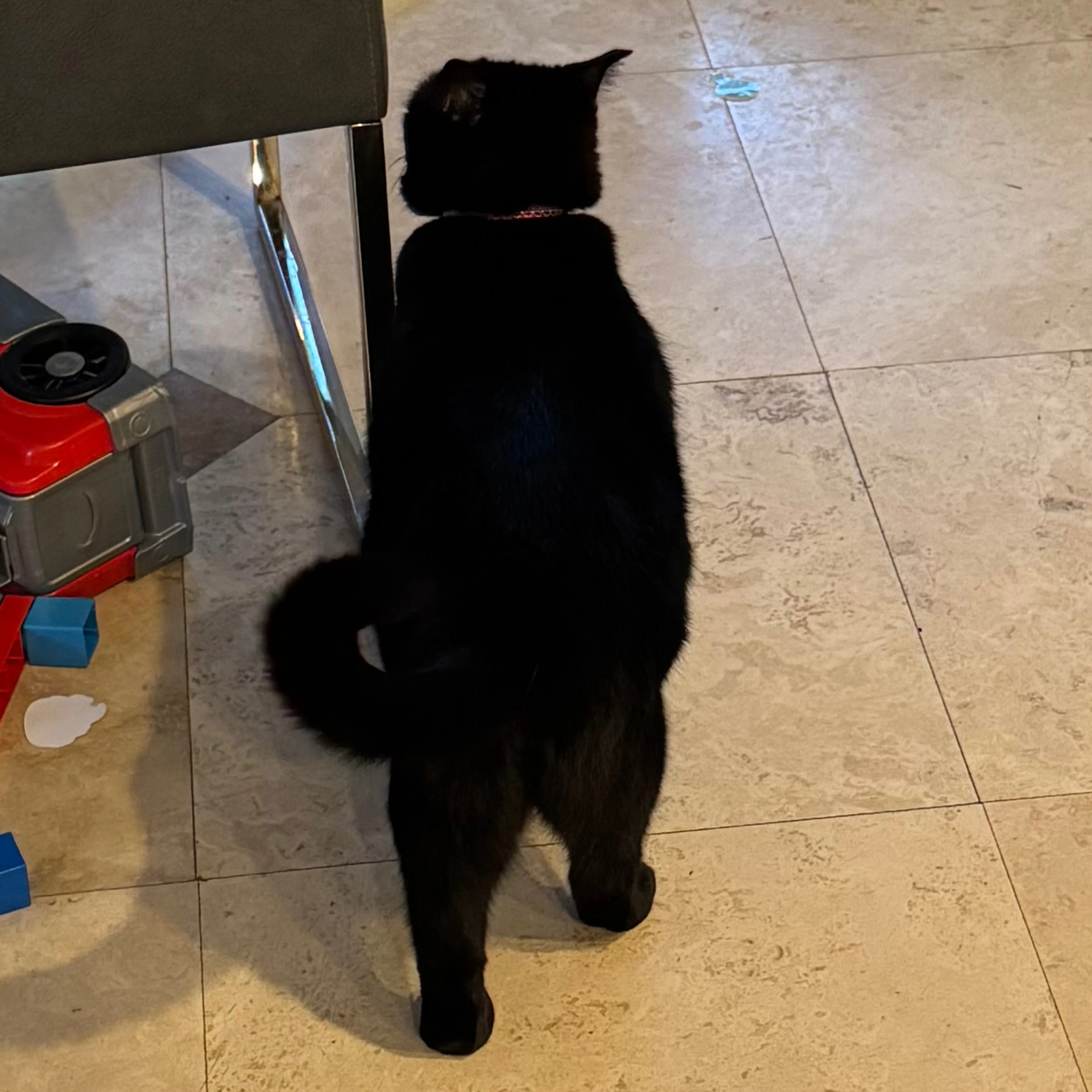 Lost pet-1