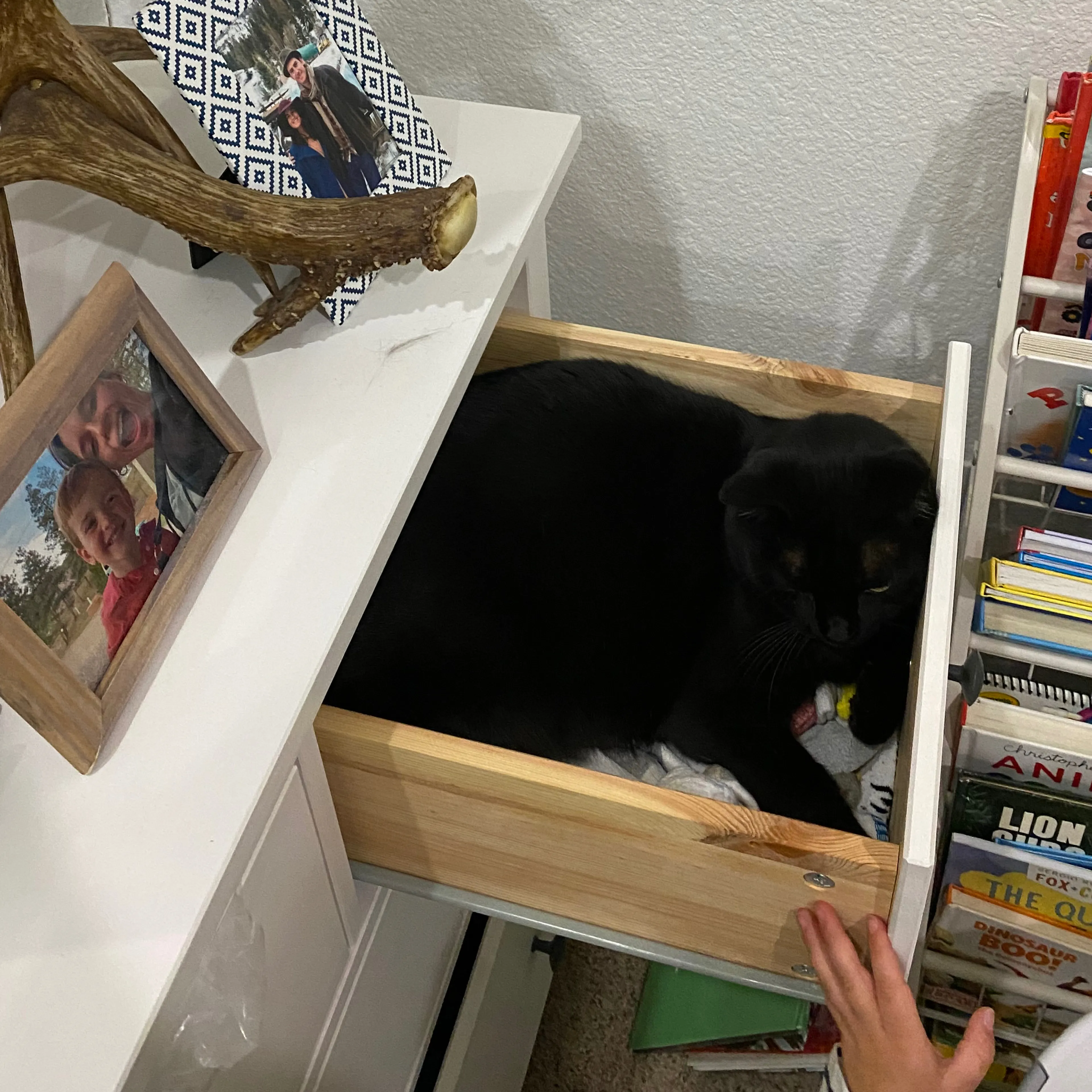Lost pet-3