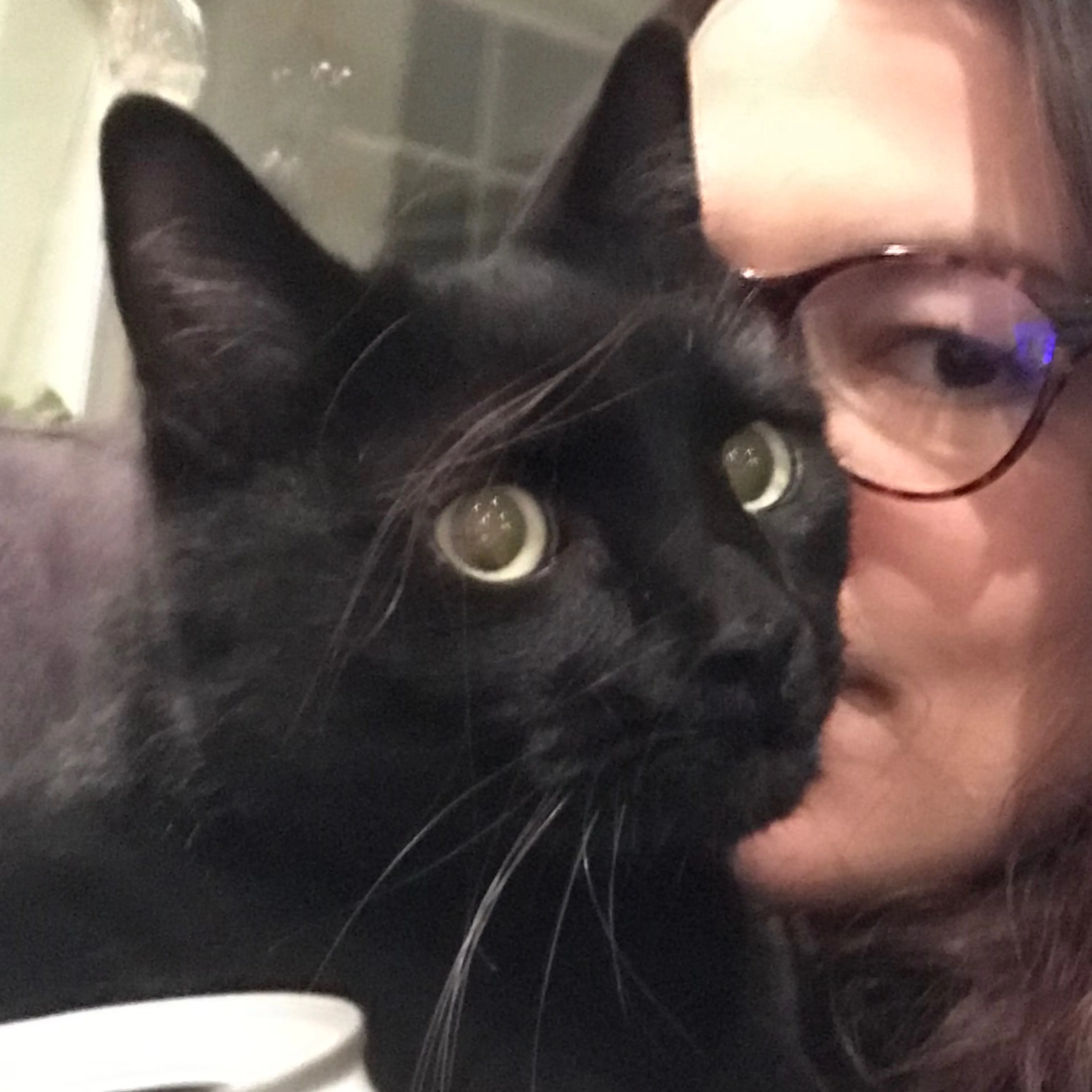 Lost pet-2